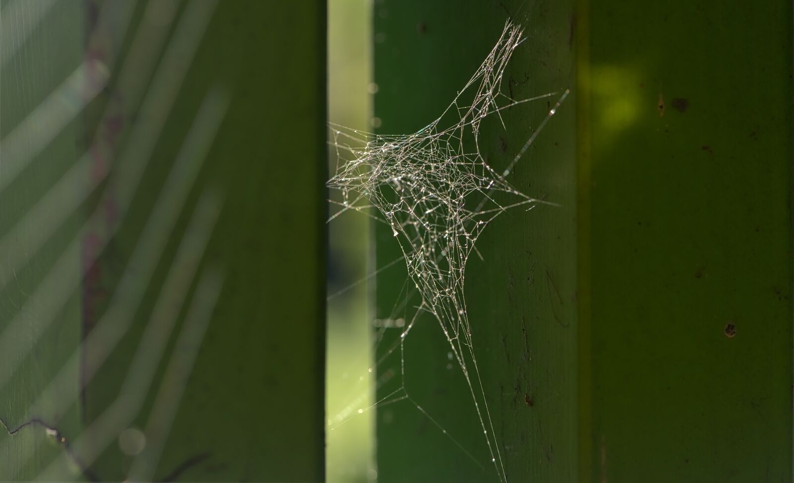 Nikon D800 sample photo. Web, spiderweb, nature photography