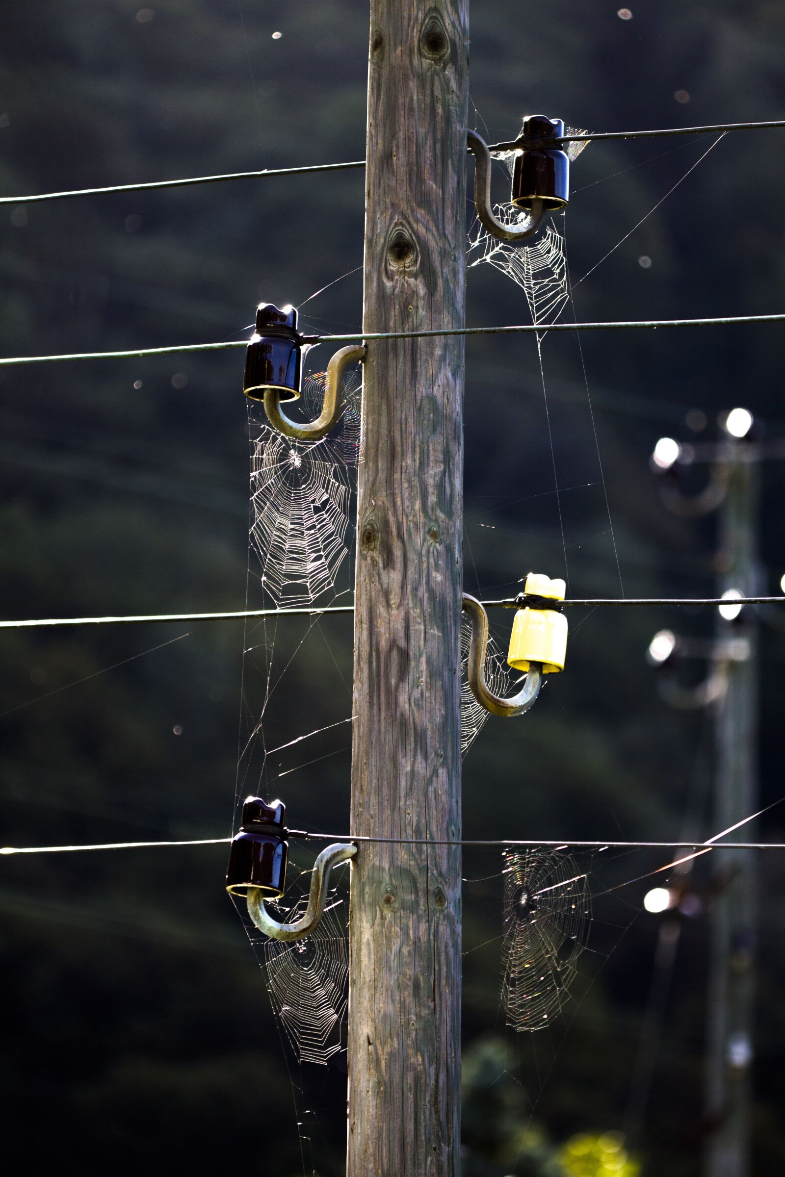 Canon EOS 7D sample photo. Spider webs, cobweb, web photography