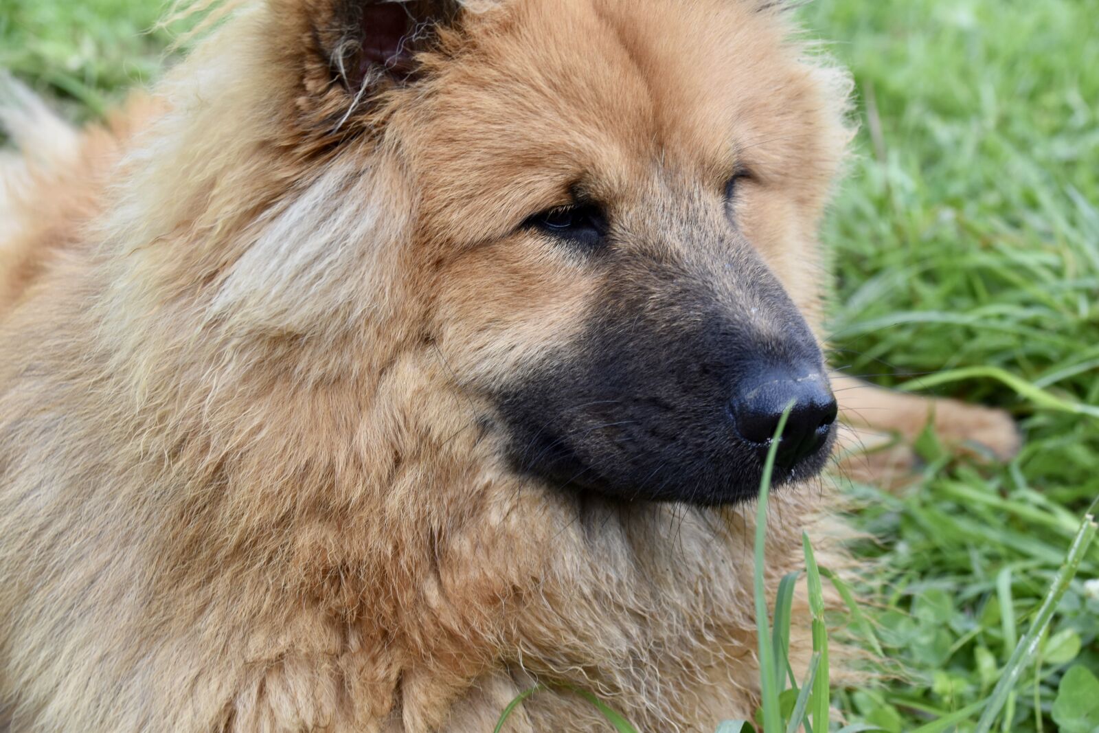 Nikon D5600 sample photo. Dog, puppy, young photography