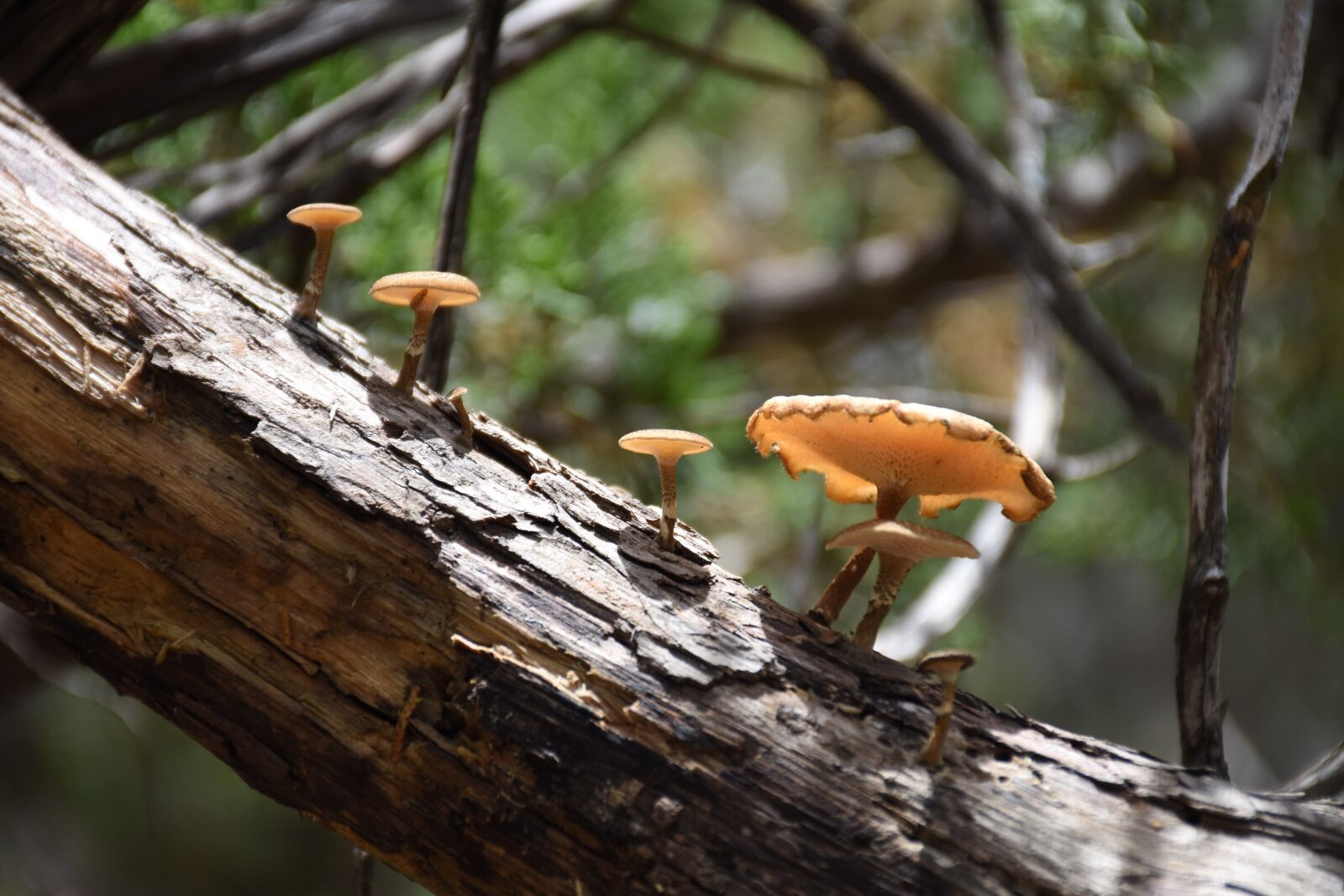 Nikon D7200 sample photo. Mushroom, wood, forest photography