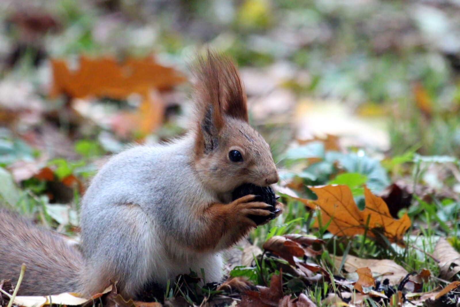 Canon EOS 650D (EOS Rebel T4i / EOS Kiss X6i) sample photo. Red squirrel, nibbles, squirrel photography