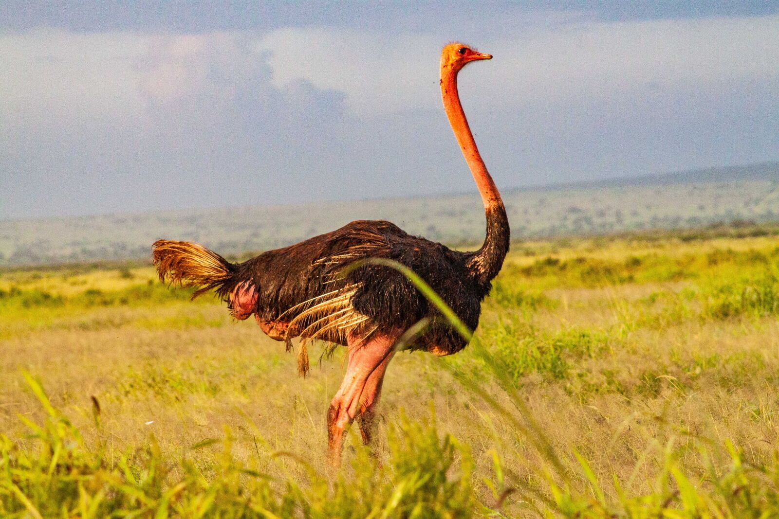 Canon EOS 500D (EOS Rebel T1i / EOS Kiss X3) sample photo. Amboseli national park, amboseli photography