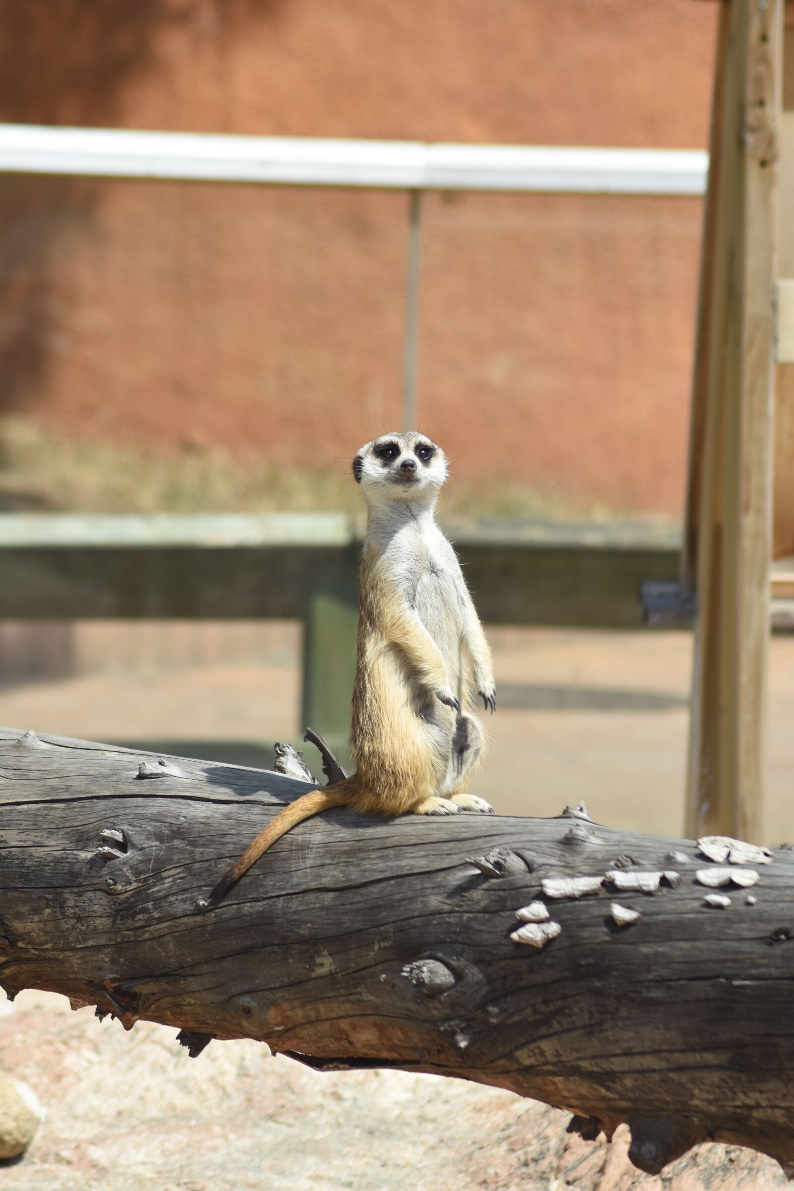 Nikon D7200 sample photo. Animal, zoo, cute photography