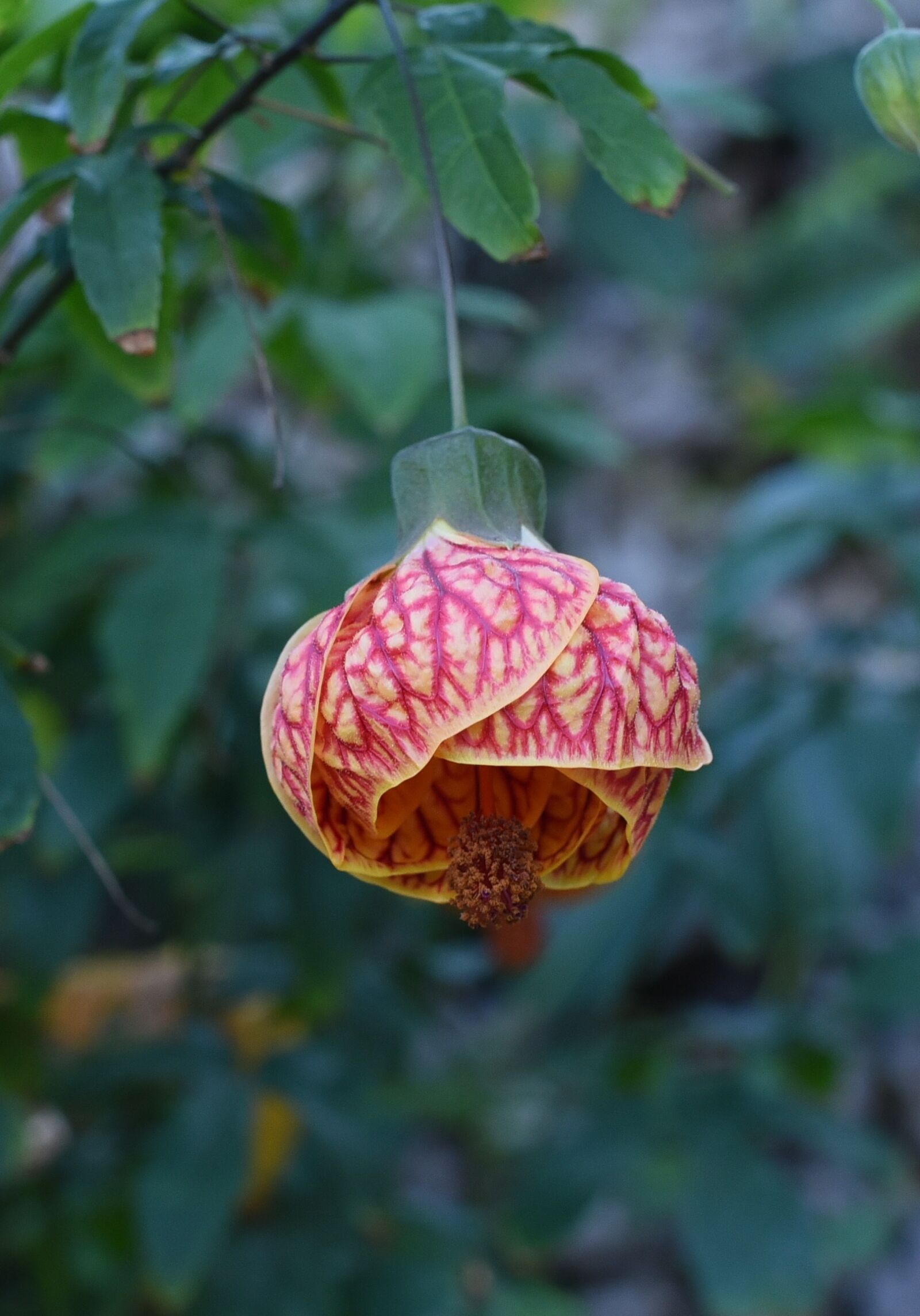 Nikon D750 sample photo. Flower, garden, nature photography