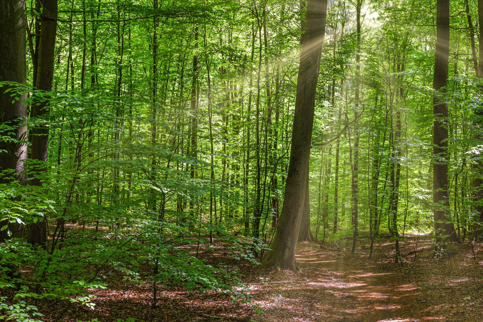 Canon EOS 6D + Canon EF 50mm F1.8 STM sample photo. Forest, spring, leaves photography