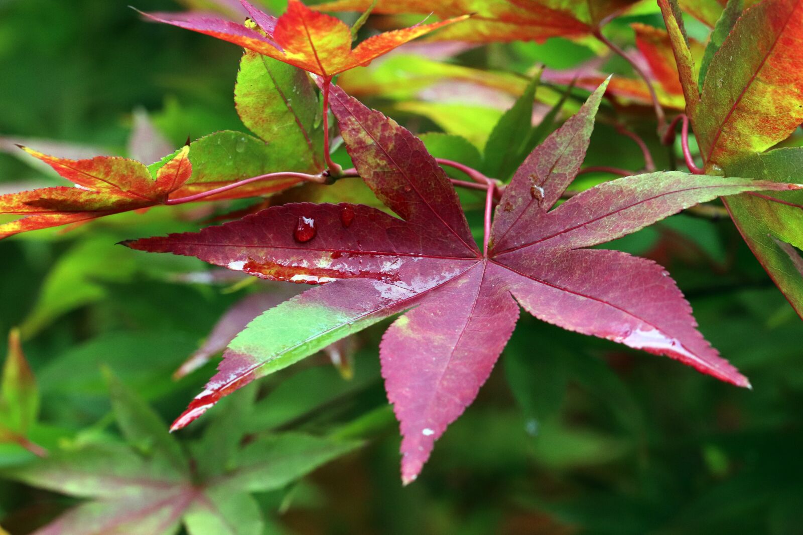 Canon EOS 800D (EOS Rebel T7i / EOS Kiss X9i) sample photo. Autumn, autumn leaves, colorful photography