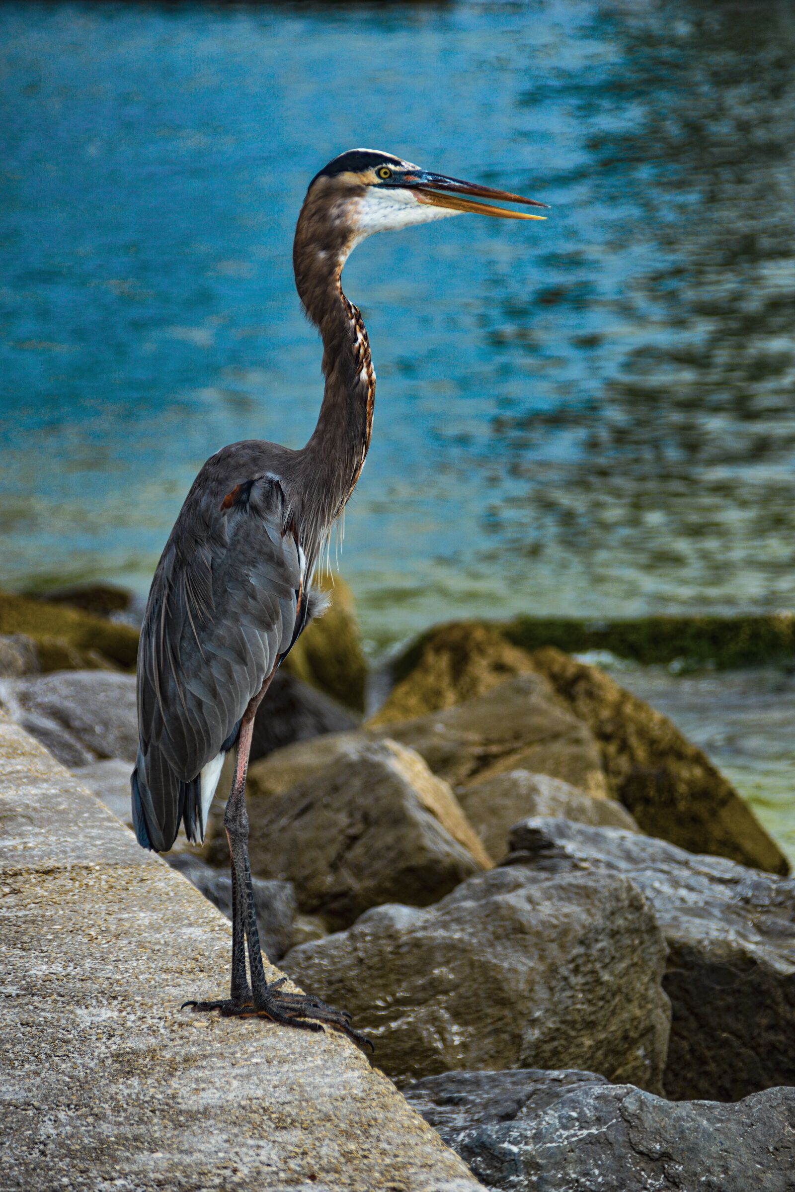 Nikon D800 sample photo. Bird, johns pass, water photography