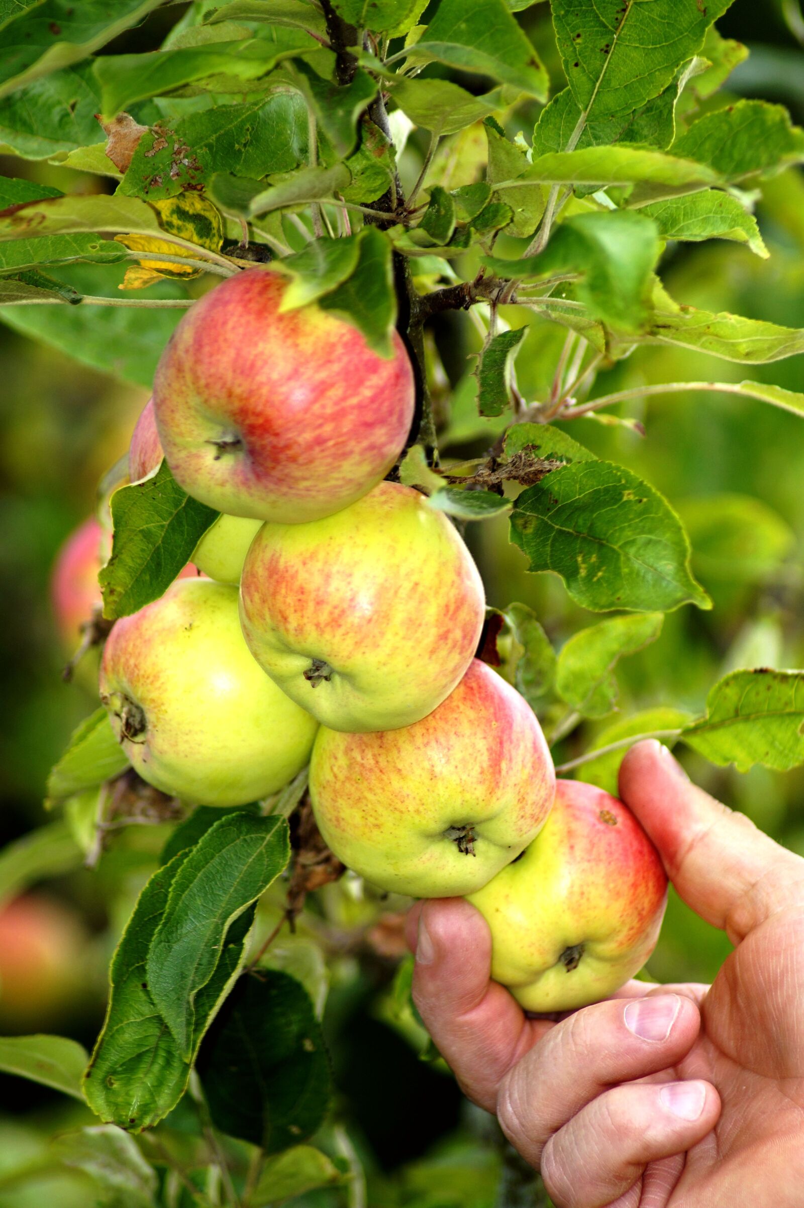 Sony SLT-A58 sample photo. Apple, fruit, hand photography