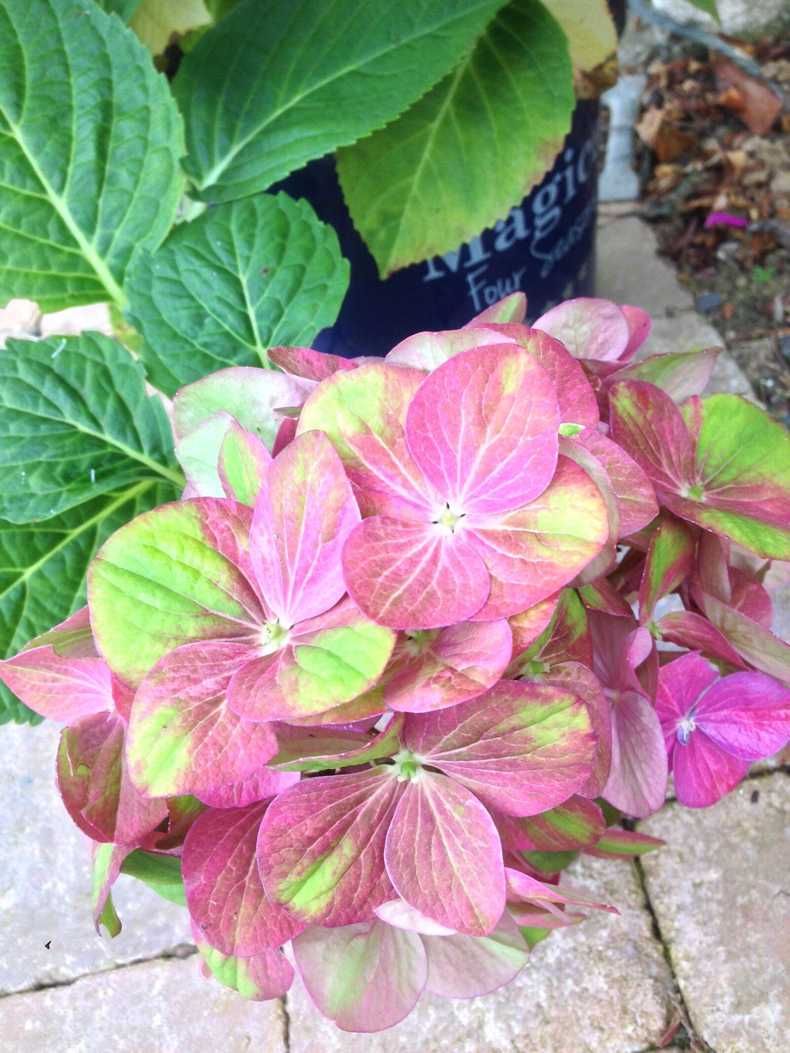 iPhone 5 back camera 4.12mm f/2.4 sample photo. Hydrangea, green, pink photography
