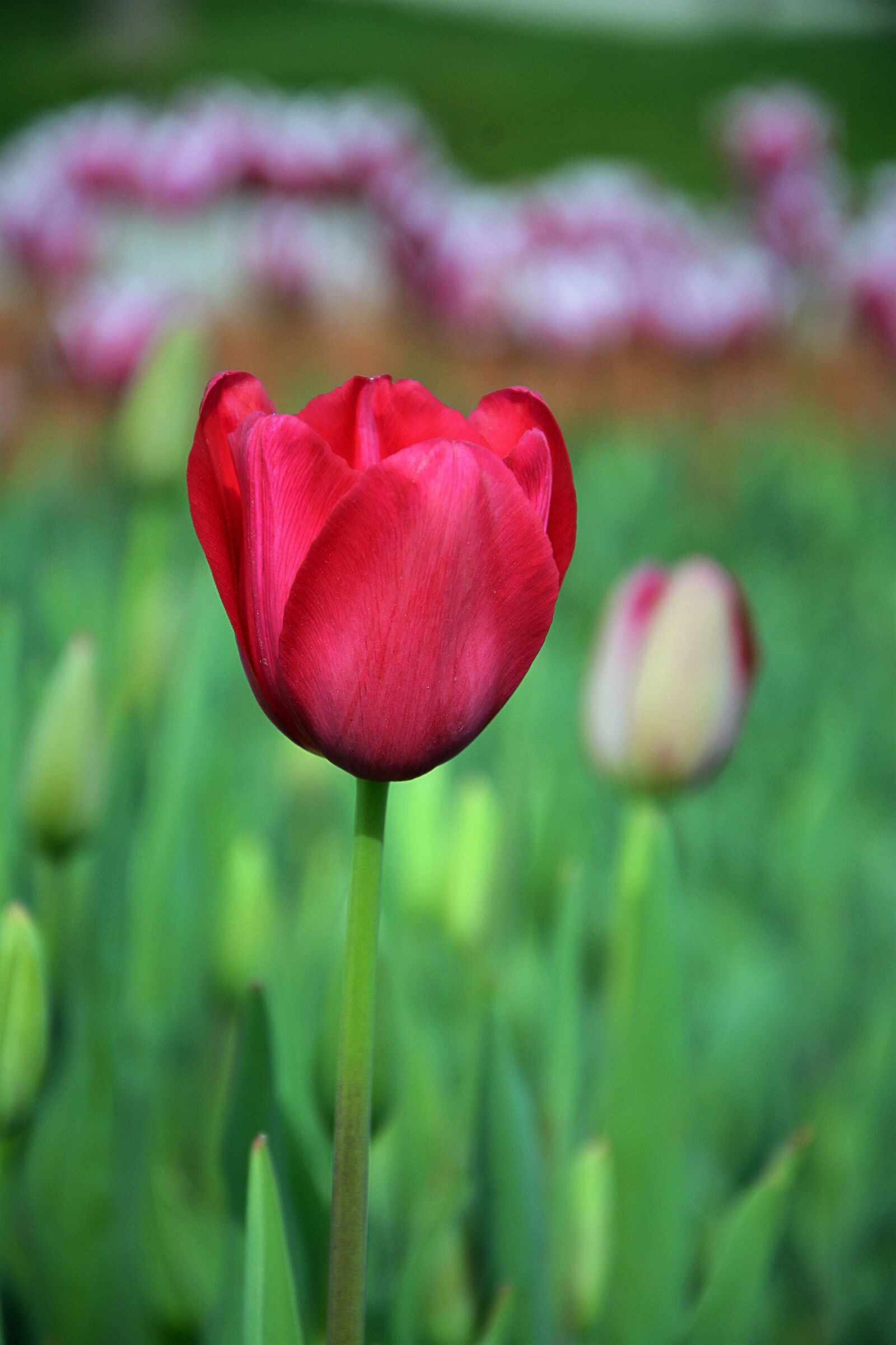 Nikon D7100 sample photo. Nature, plant, flower photography