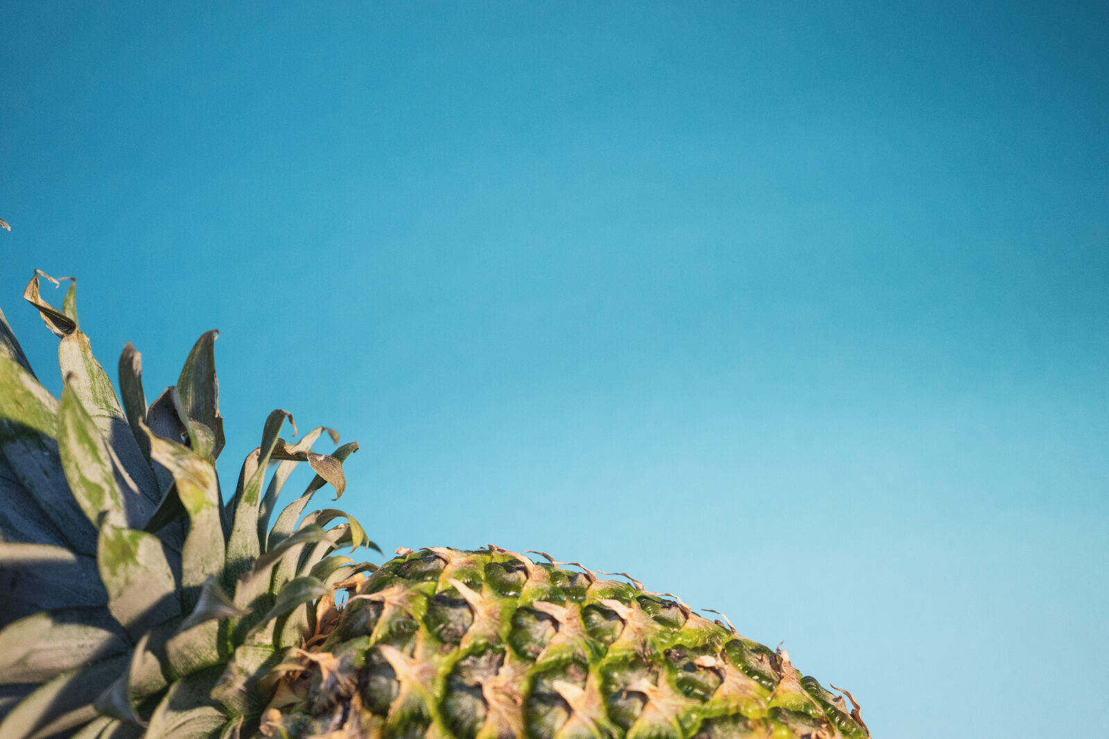Sony a7 II + Sony FE 28-70mm F3.5-5.6 OSS sample photo. Focus, photography, of, pineapple photography