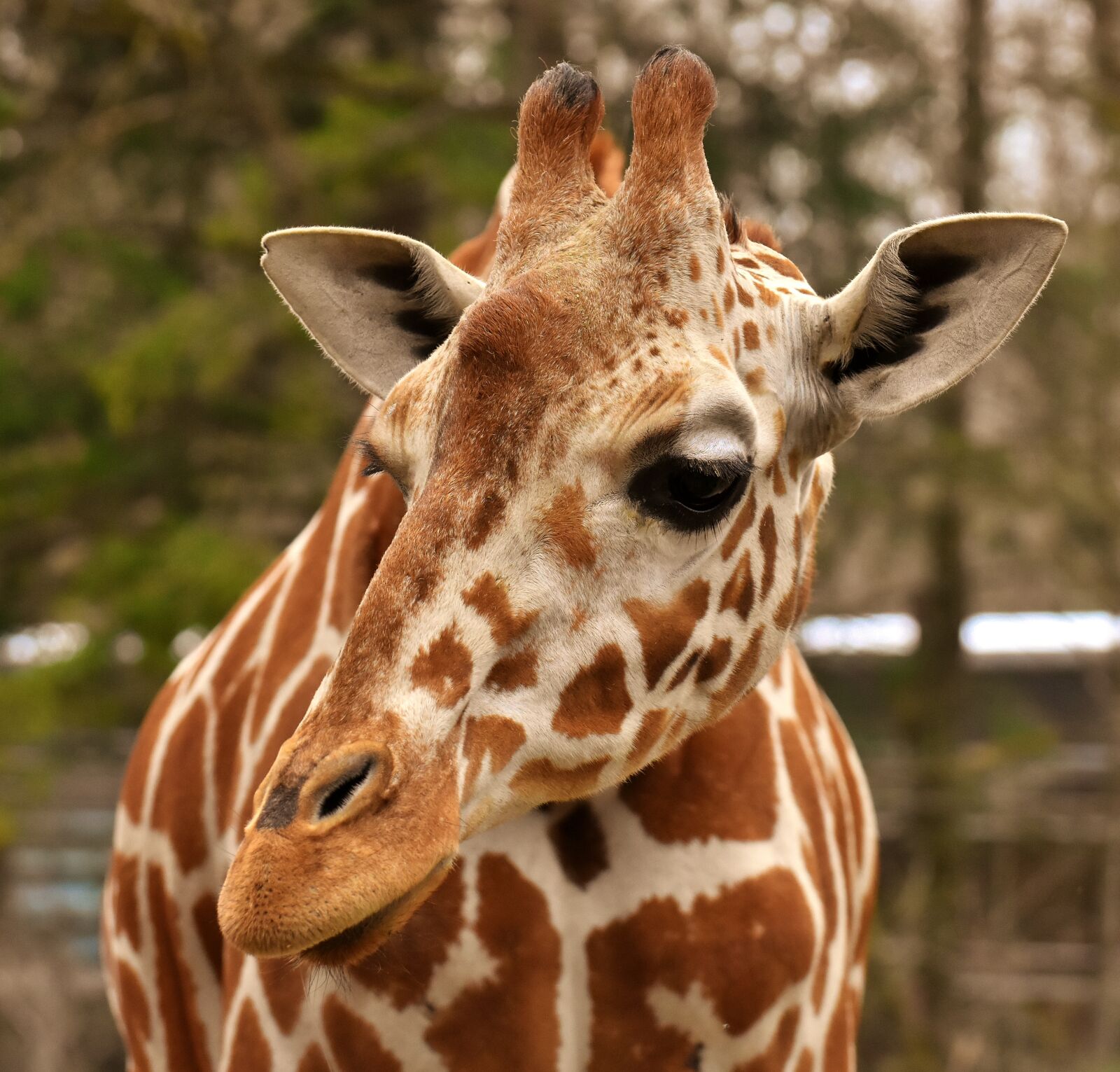 Nikon D7200 sample photo. Giraffe, zoo, animal photography