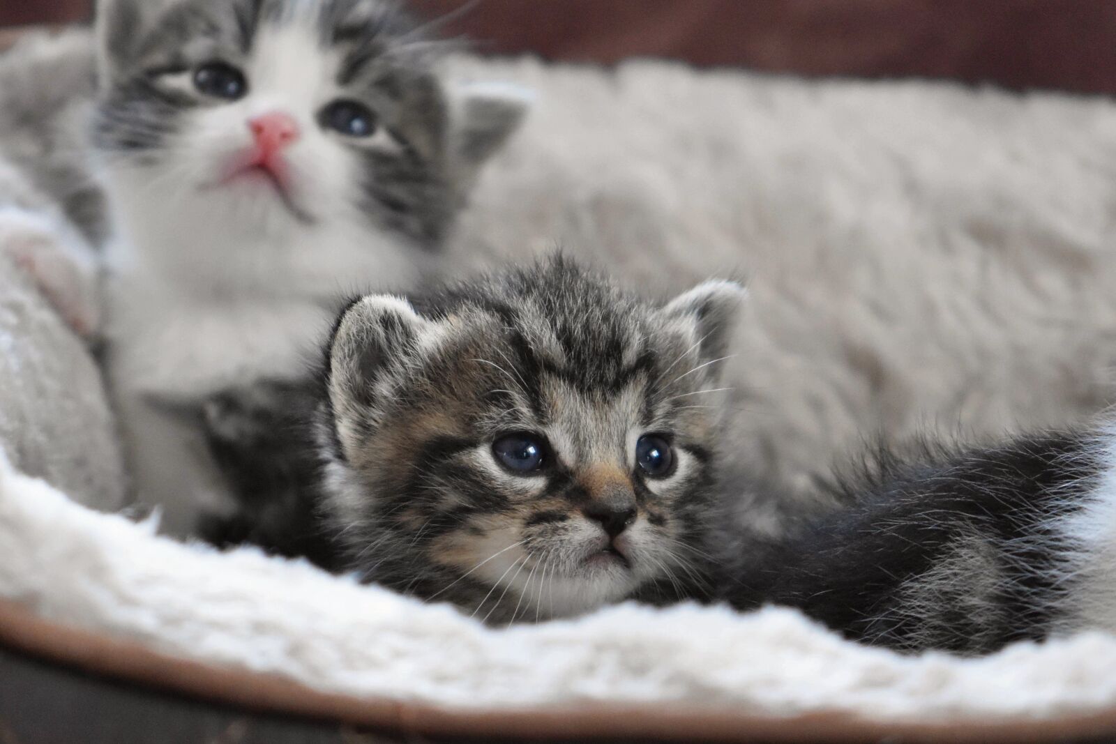 Nikon D5600 sample photo. Cat baby, kitten, cat photography