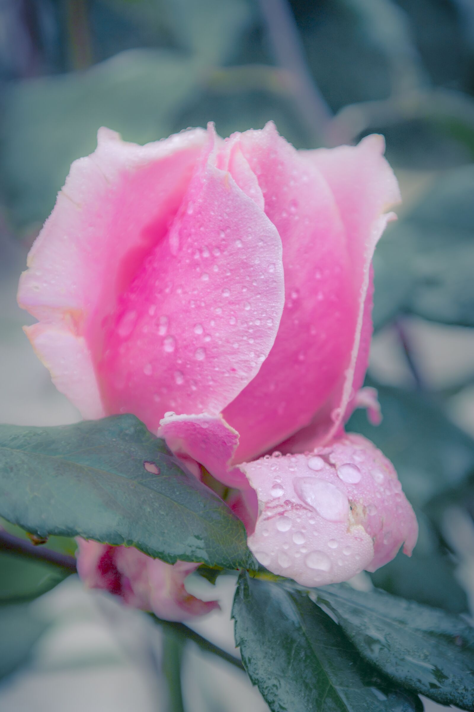 Samsung NX30 sample photo. Rose, pink, water photography