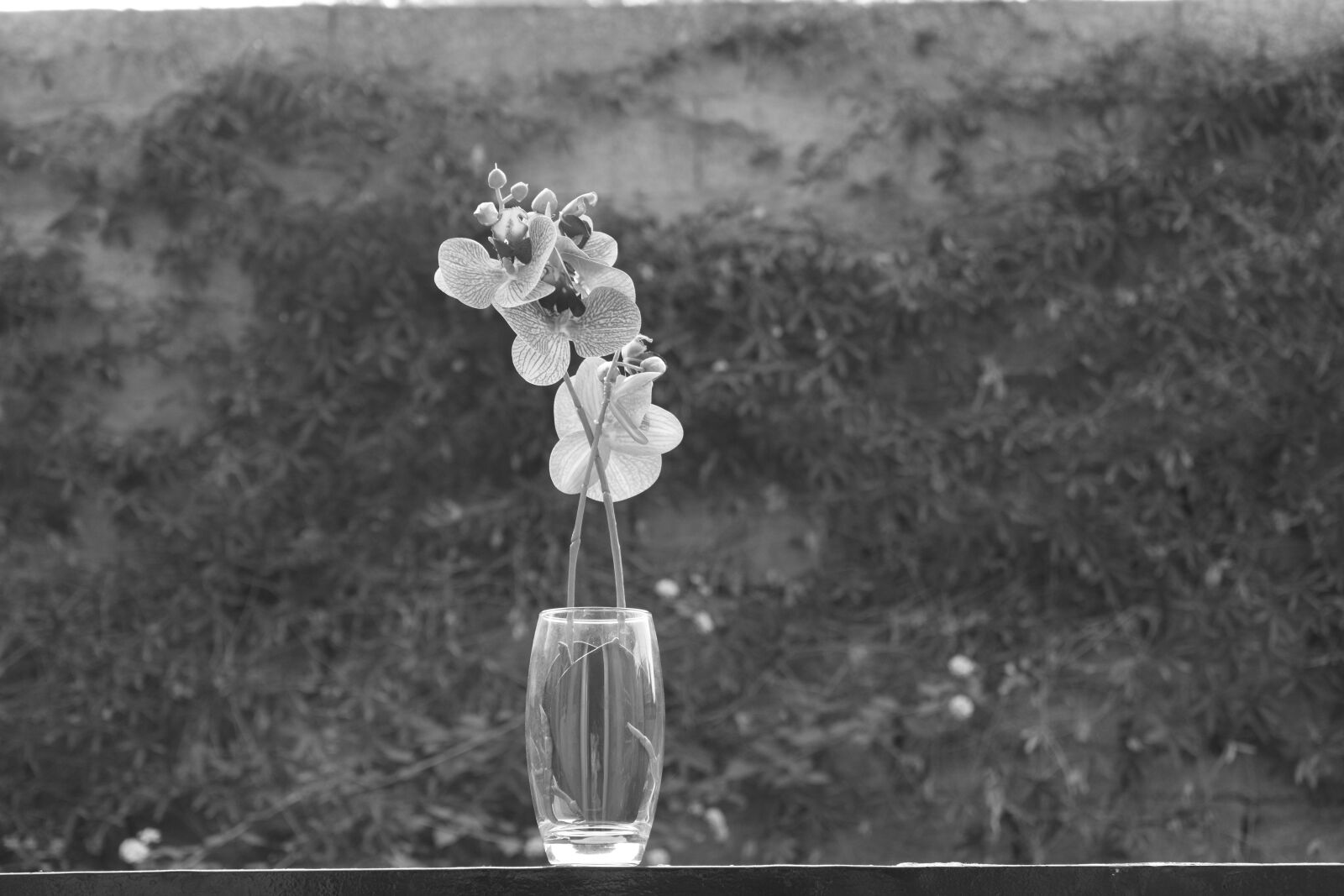 Nikon D5600 sample photo. Nature, bw, concept photography