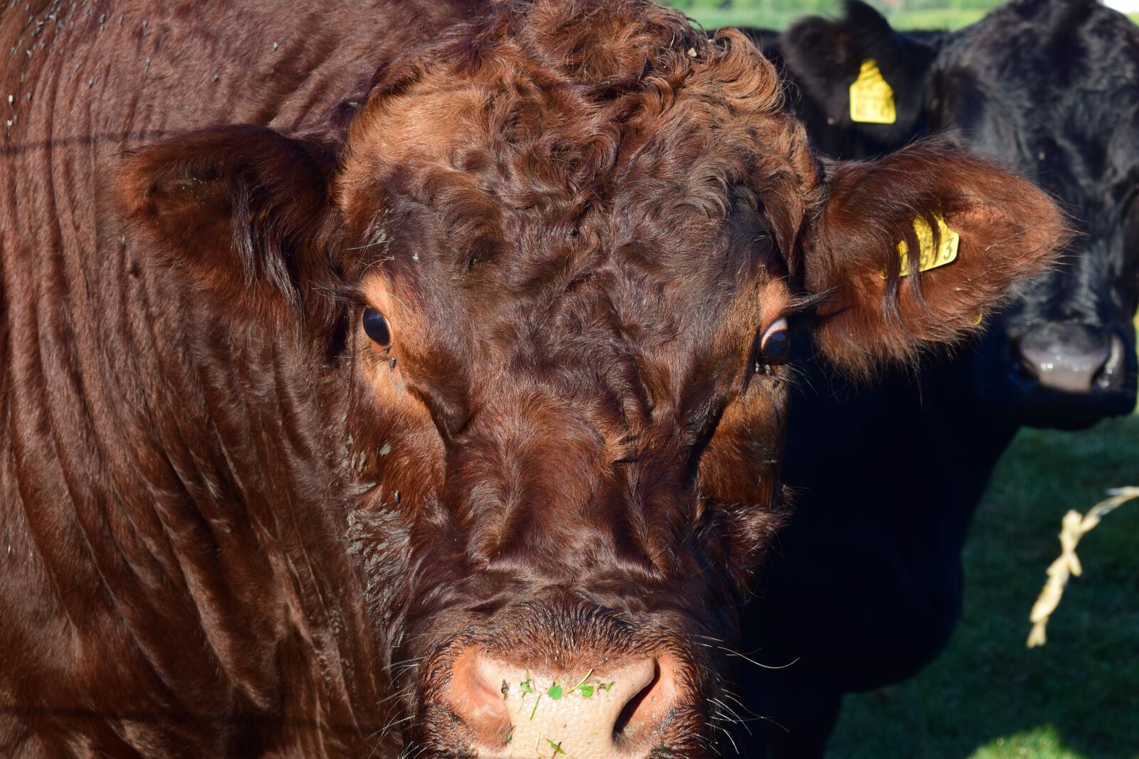 Nikon D3300 sample photo. Cow, head, animal photography