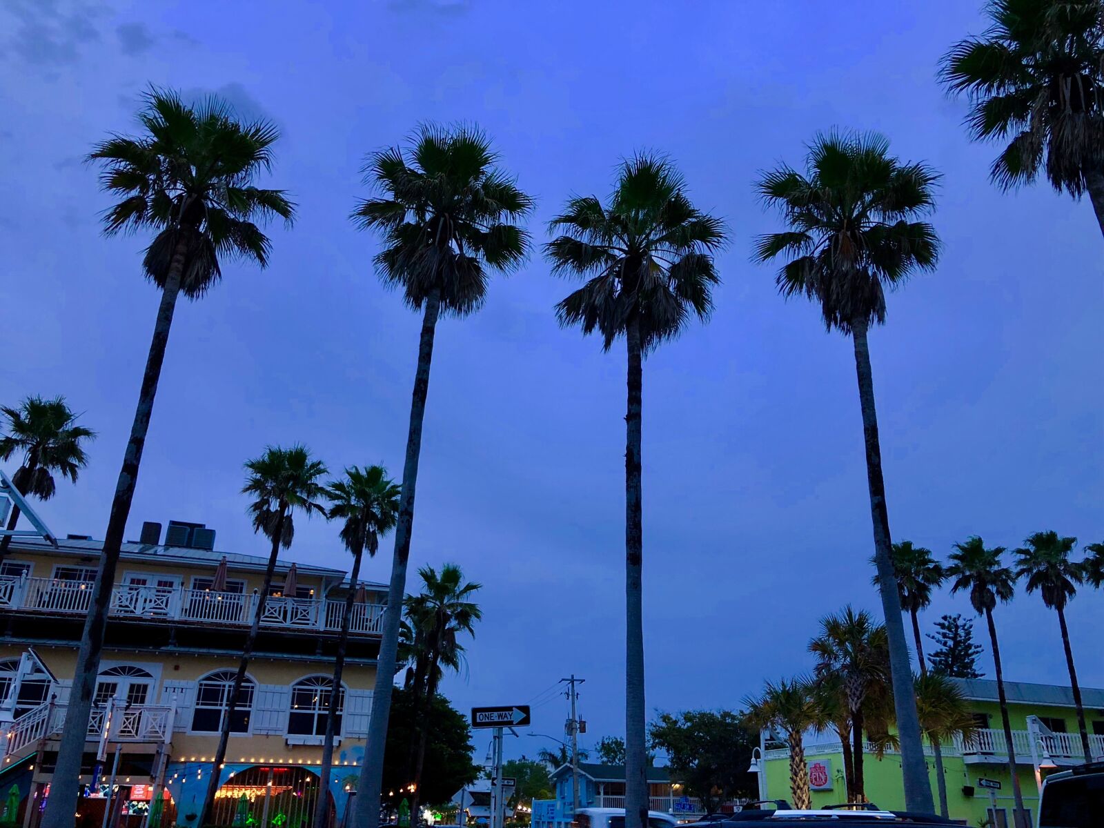 iPhone X back dual camera 4mm f/1.8 sample photo. Palm trees, anna maria photography