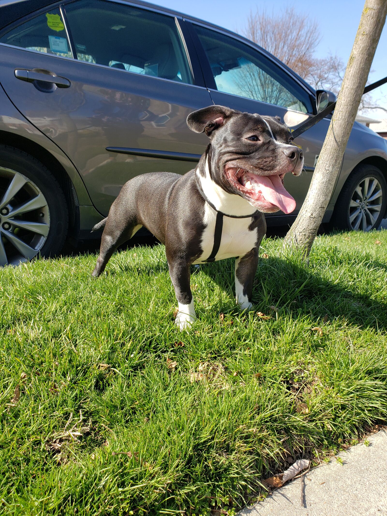 Samsung Galaxy S9+ sample photo. Puppy, american pocket bully photography