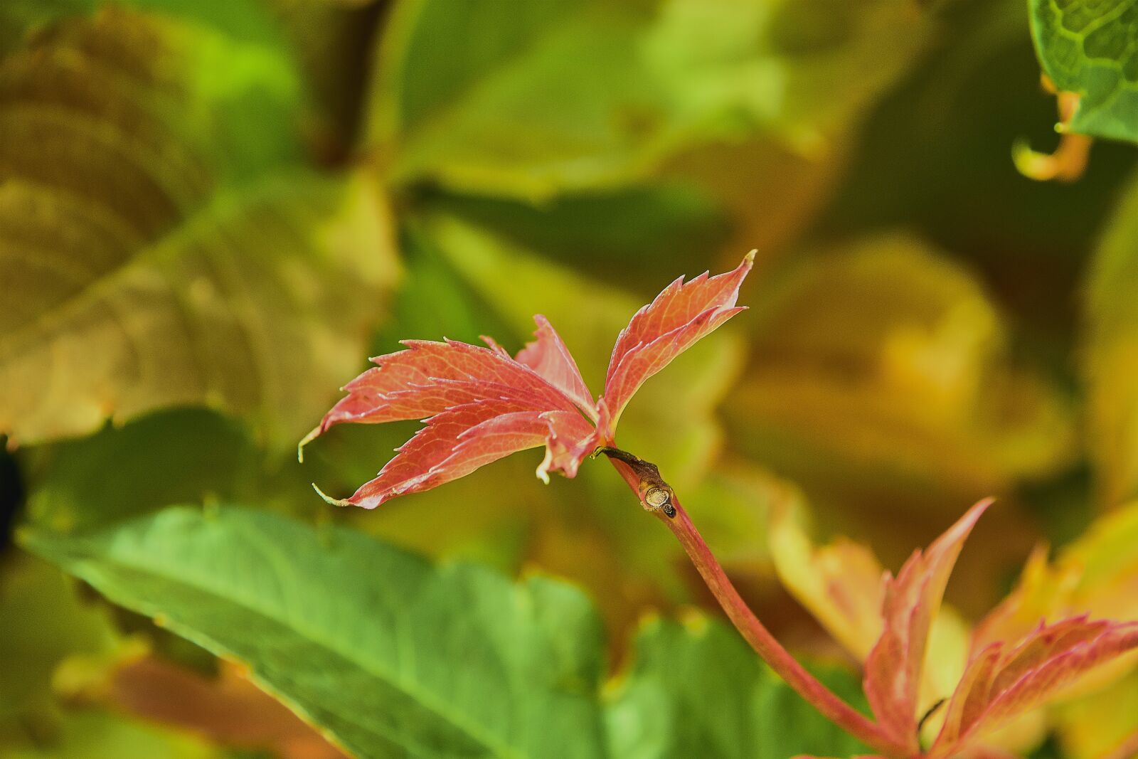 Nikon D7200 sample photo. Leaves, autumn, colorful photography