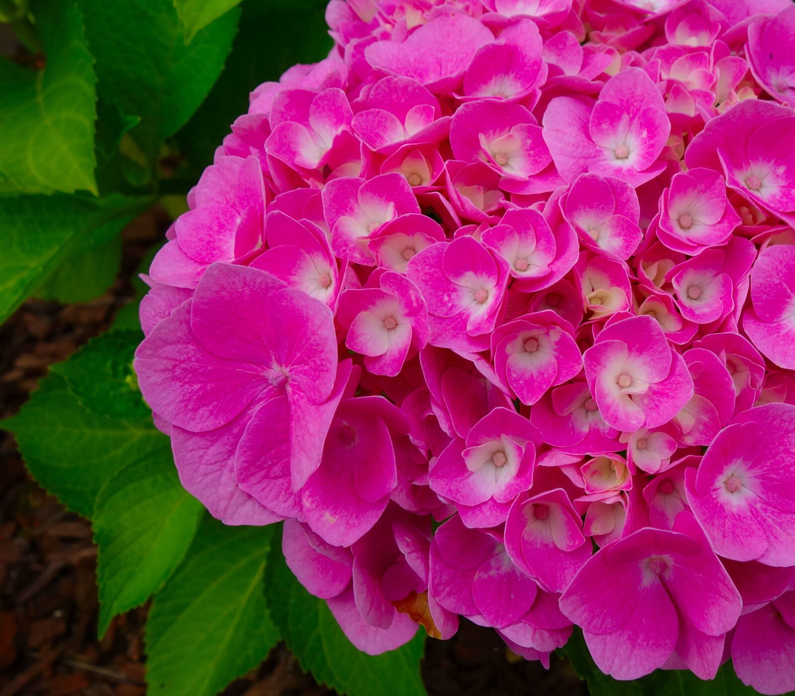 Sony Cyber-shot DSC-RX100 sample photo. Hydrangea, blossom, bloom photography