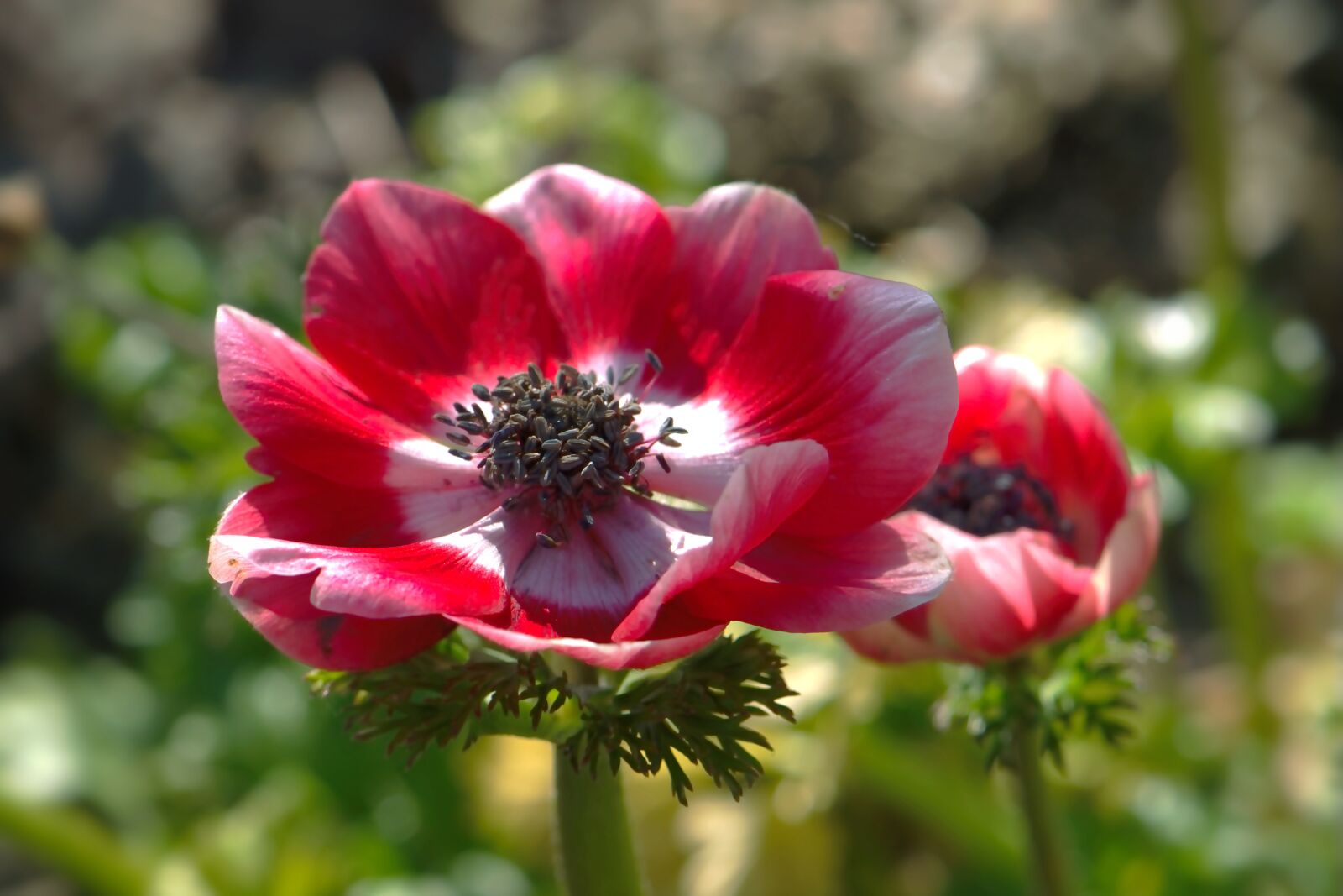 Nikon D5600 sample photo. Anemone, blossom, bloom photography