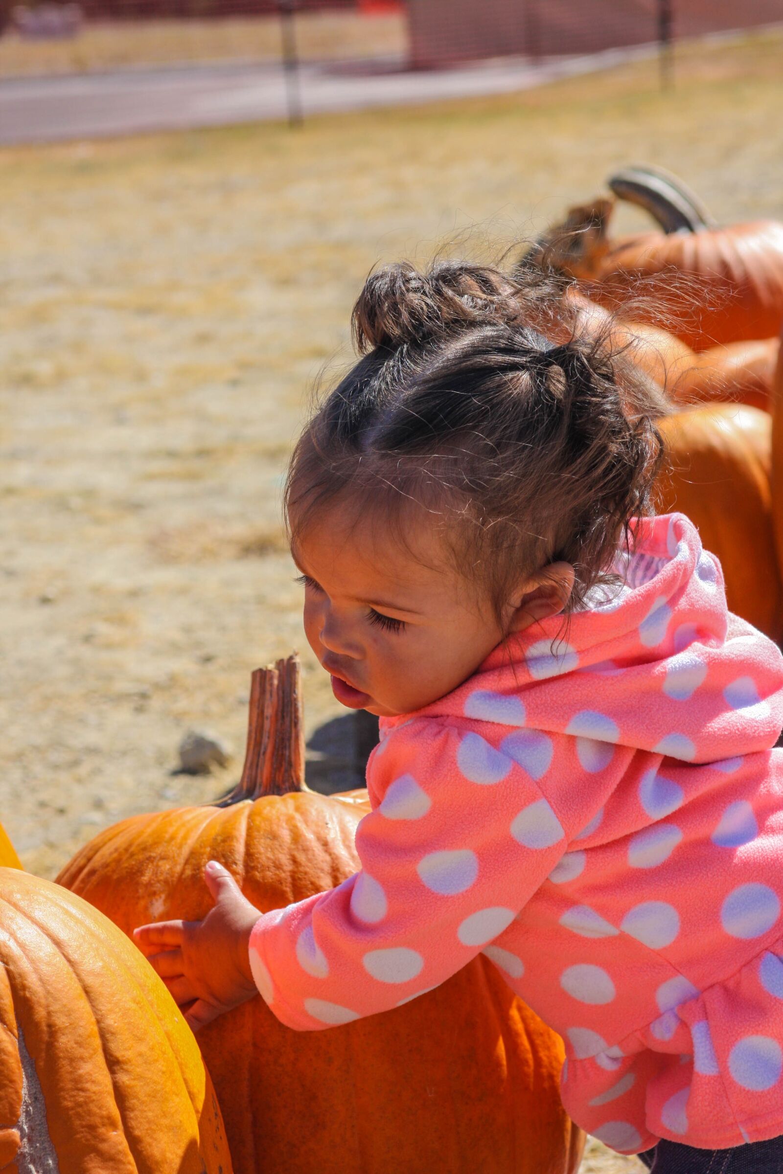 Canon EOS 40D sample photo. Pumpkin, child, pumpkin patch photography