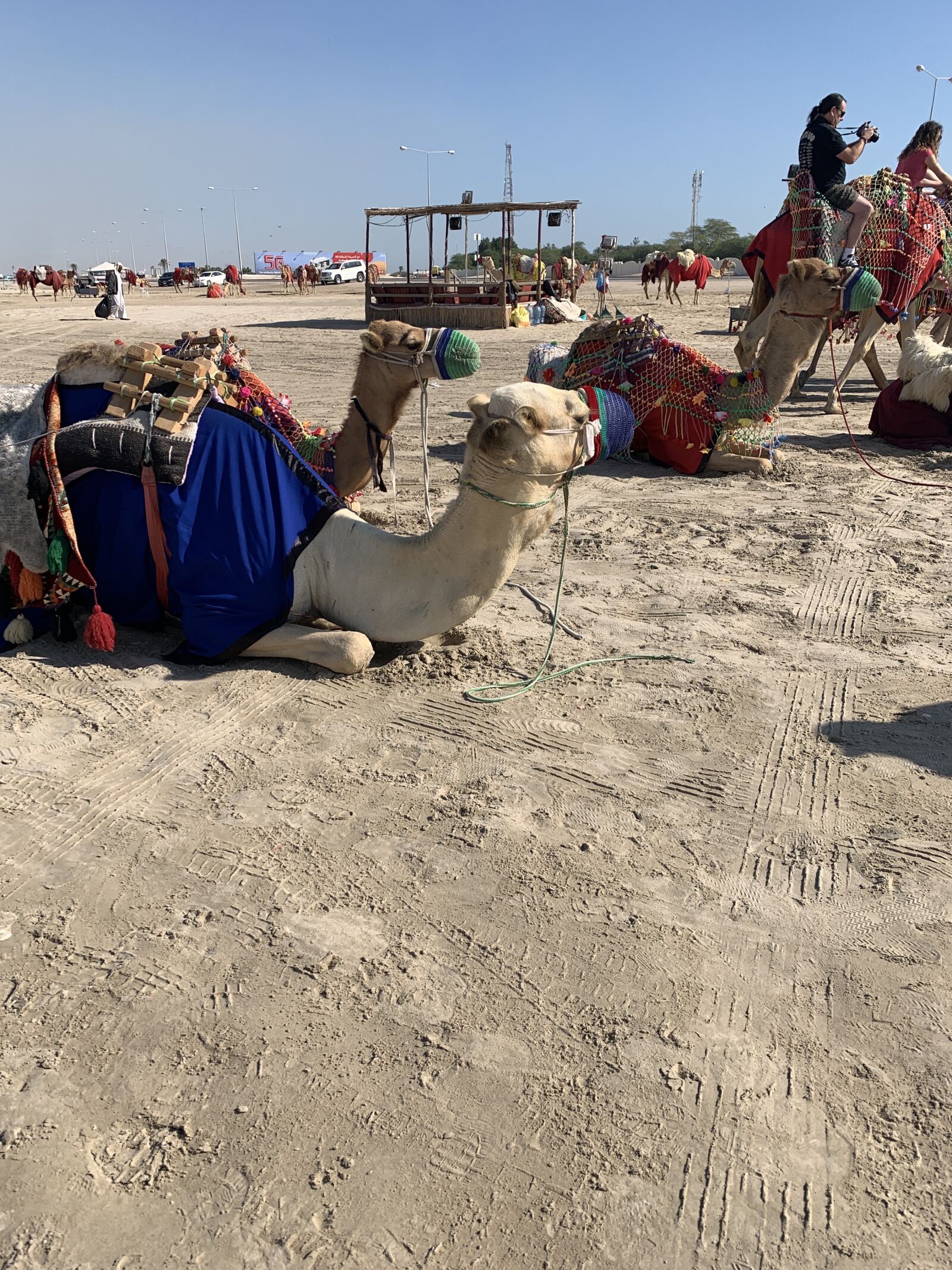Apple iPhone XR sample photo. Camel desert, animal, sand photography
