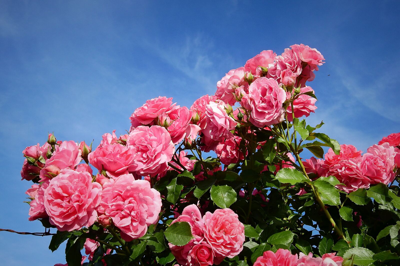Nikon Coolpix P900 sample photo. Roses, garden, flowers photography