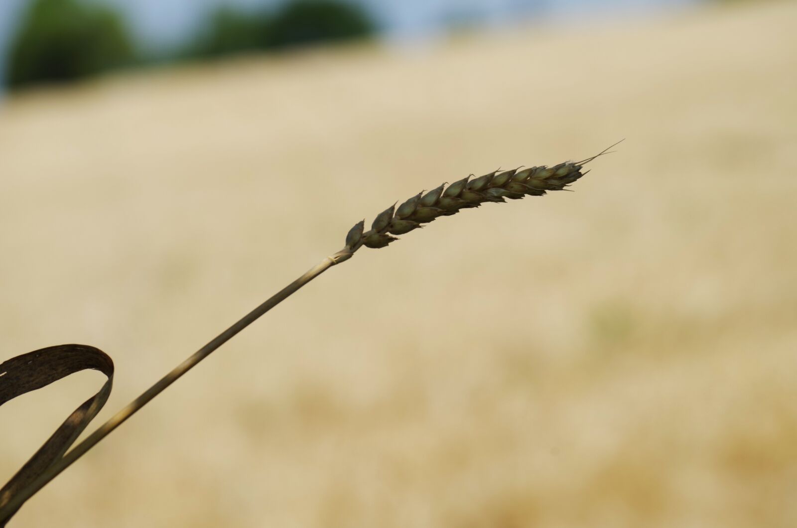 Pentax K-500 sample photo. The grain, field, oats photography