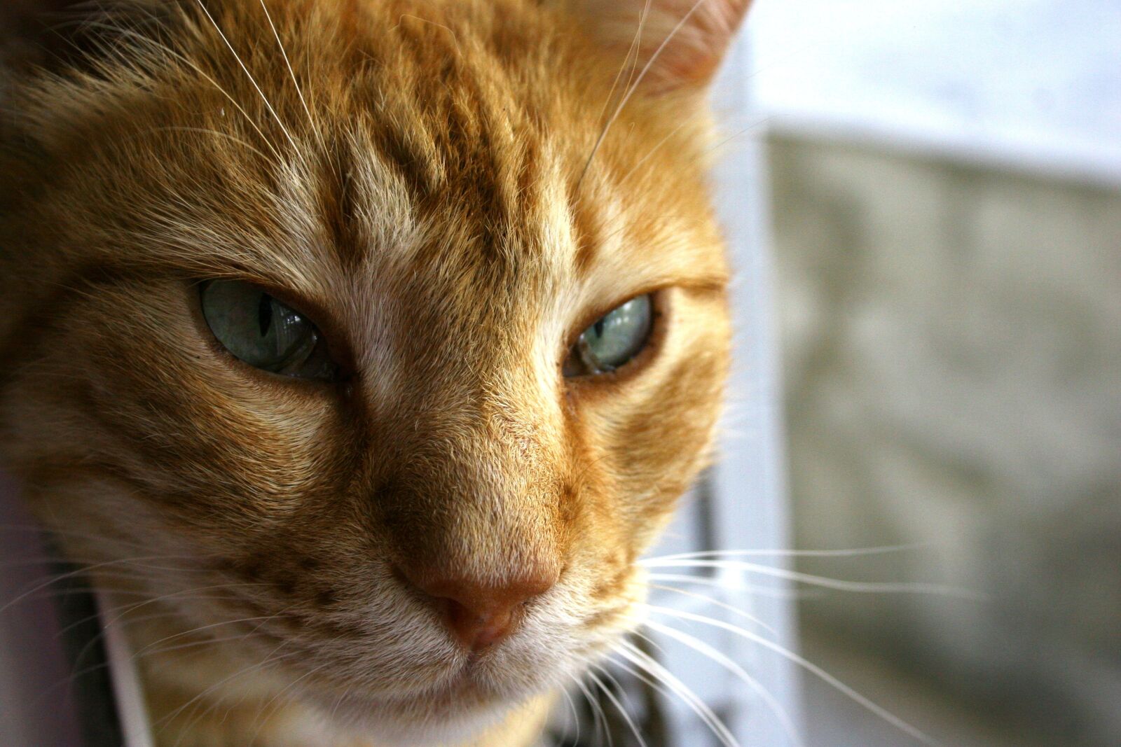 Canon EOS 20D sample photo. Cat, cute, animal photography