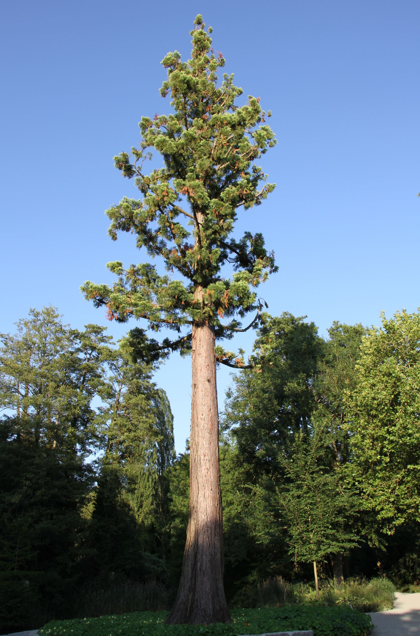 Canon EOS 7D sample photo. Tree, aesthetic, log photography