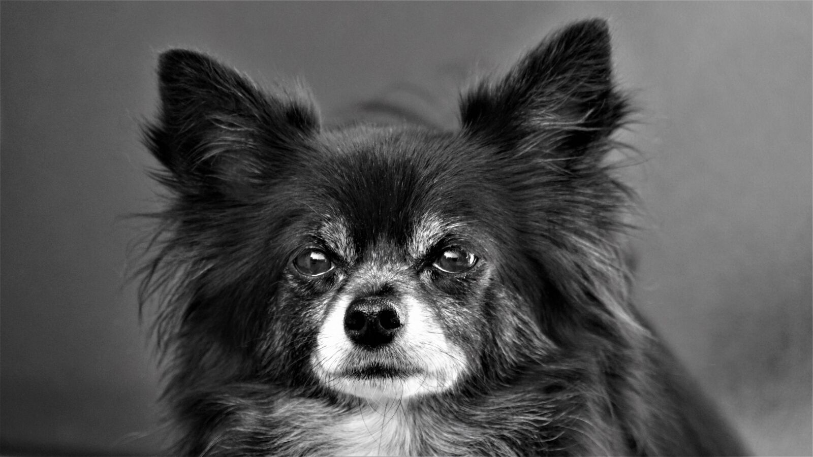 Sony a6000 + Sony E 18-200mm F3.5-6.3 OSS LE sample photo. Chihuahua, dog, small photography