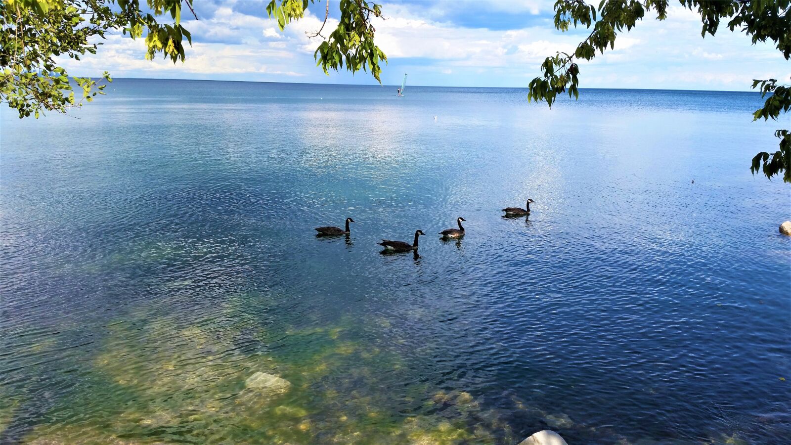 Samsung Galaxy S5 sample photo. Lake, water, duck photography
