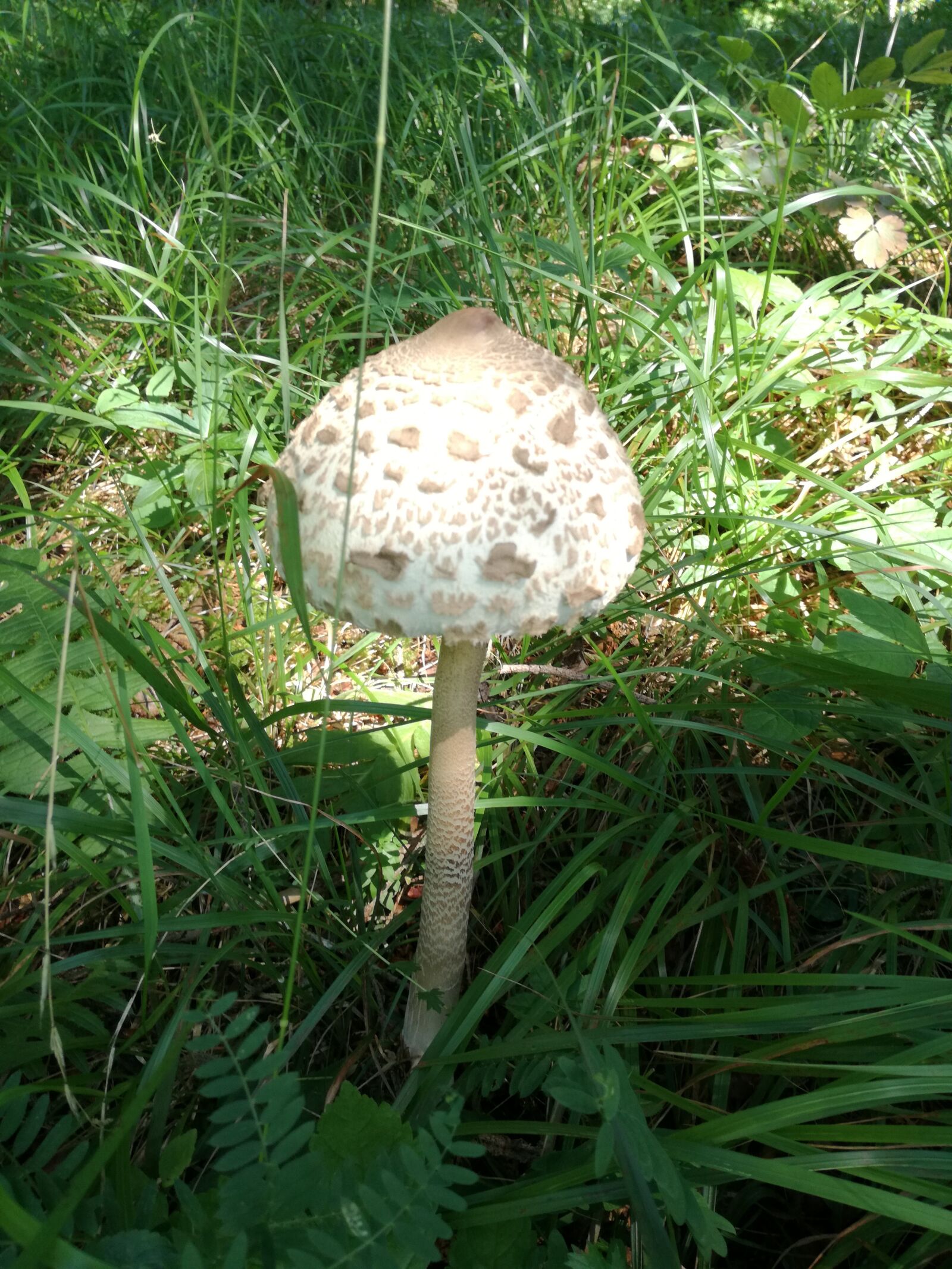 HUAWEI P9 LITE sample photo. Mushroom, mushrooms, lepiota photography