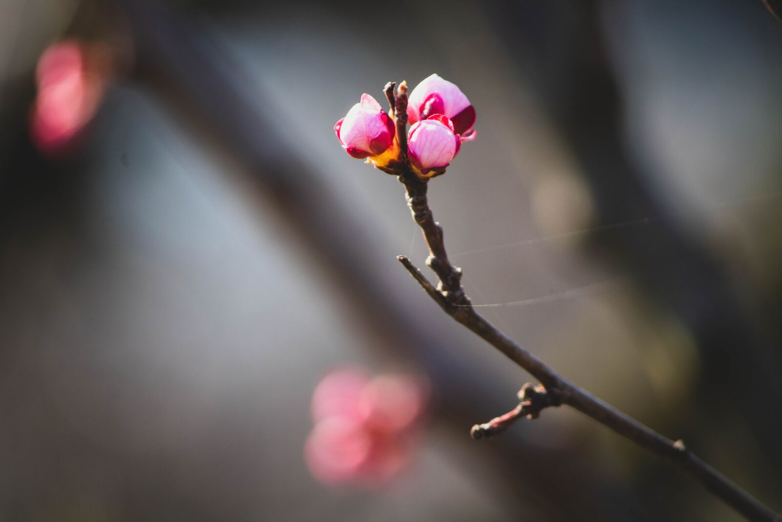 Canon EOS 1300D (EOS Rebel T6 / EOS Kiss X80) sample photo. Spring, buds, bloom photography