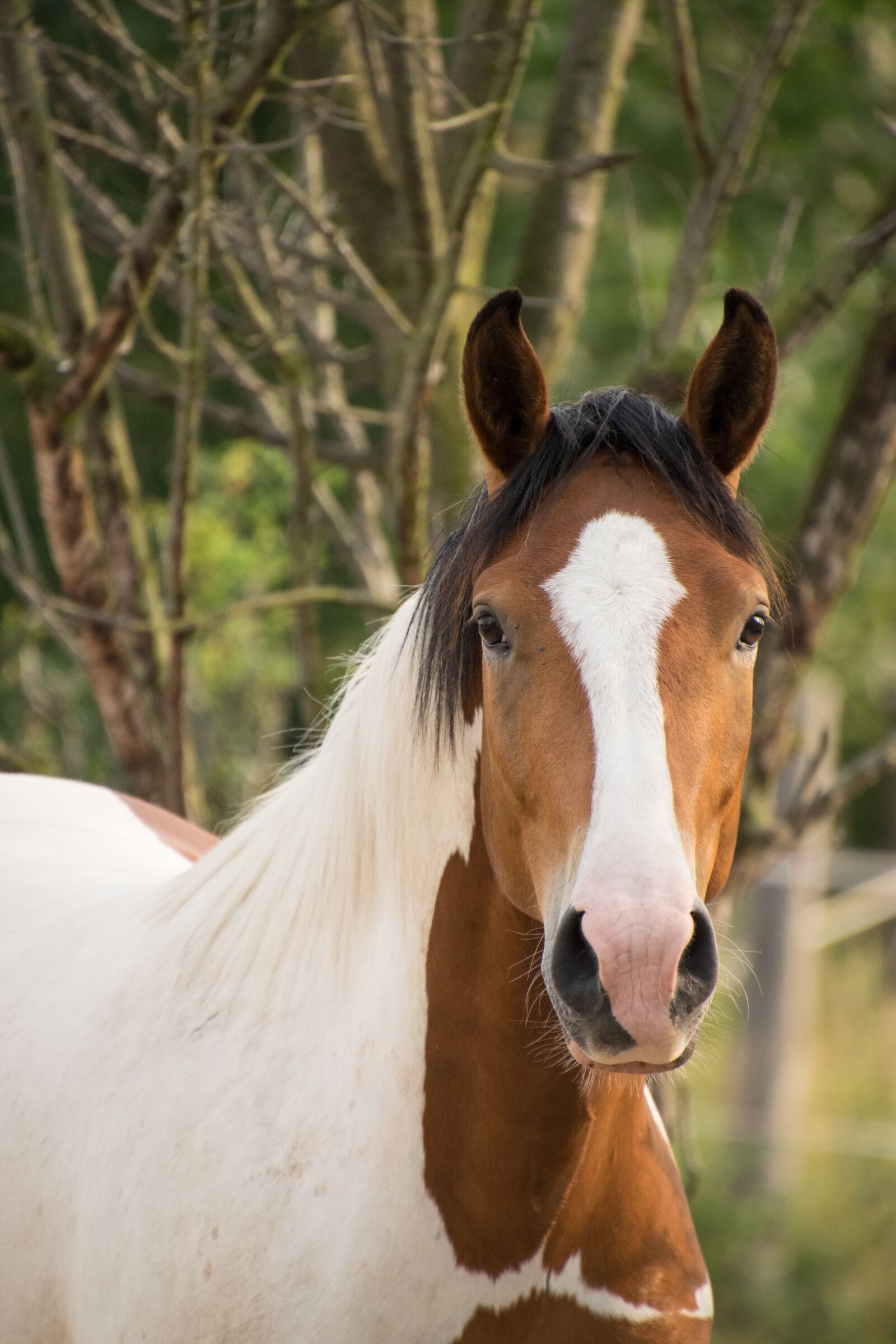 Nikon D3300 sample photo. Pinto, paint horse, horse photography