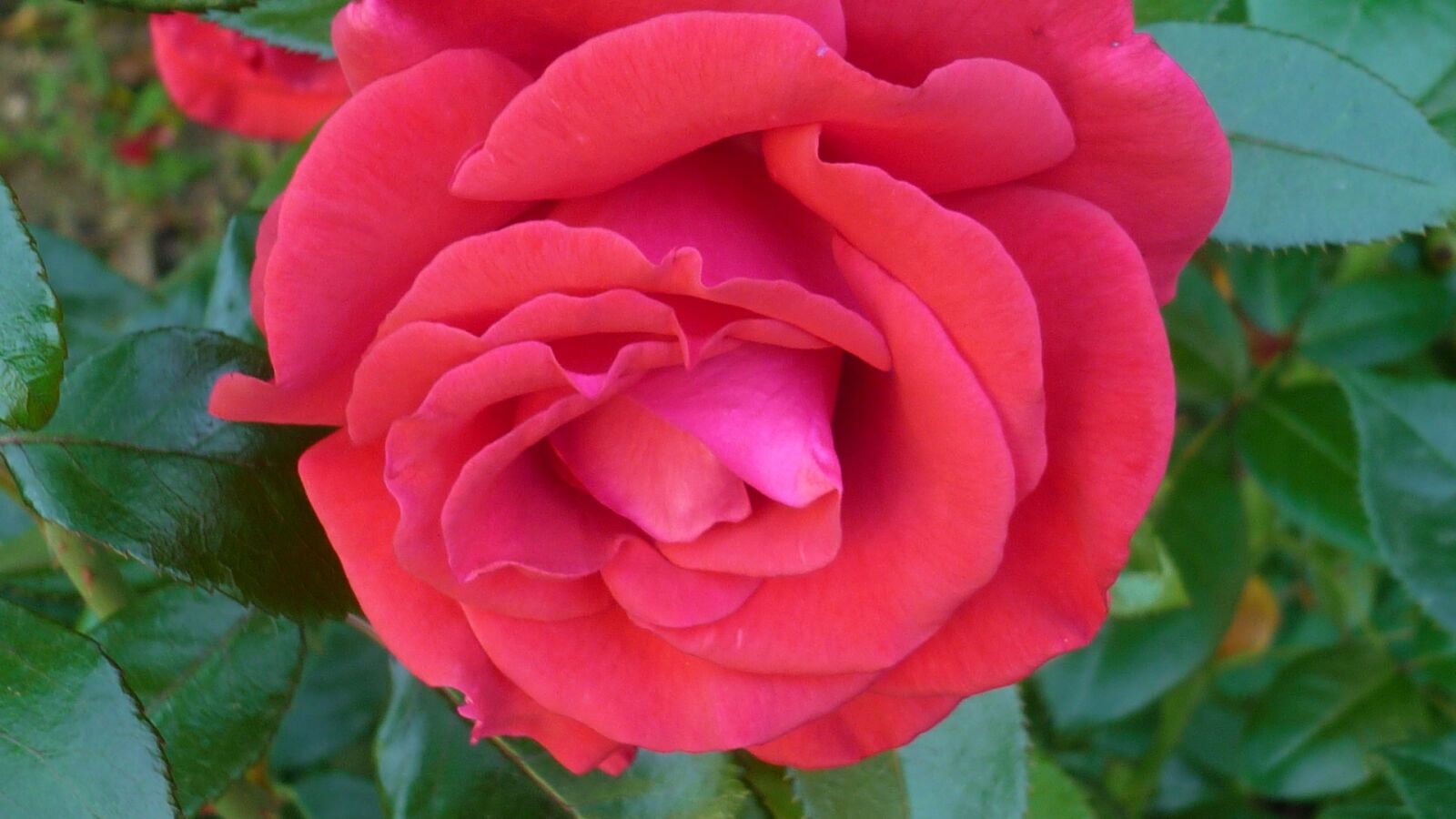 Panasonic Lumix DMC-FS6 sample photo. Rose, flower, red photography