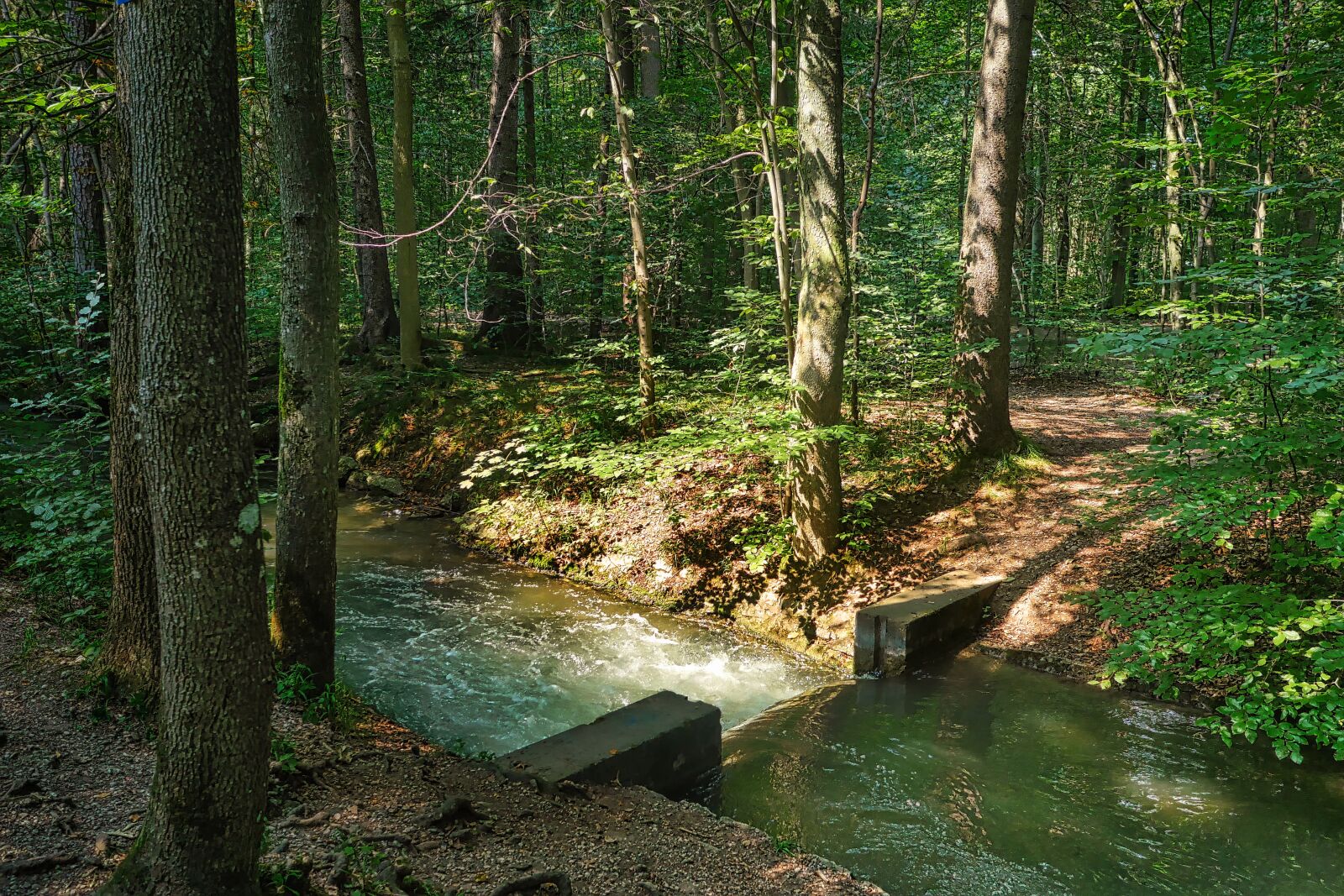 Panasonic Lumix DMC-GX8 sample photo. Forest, river, bach photography