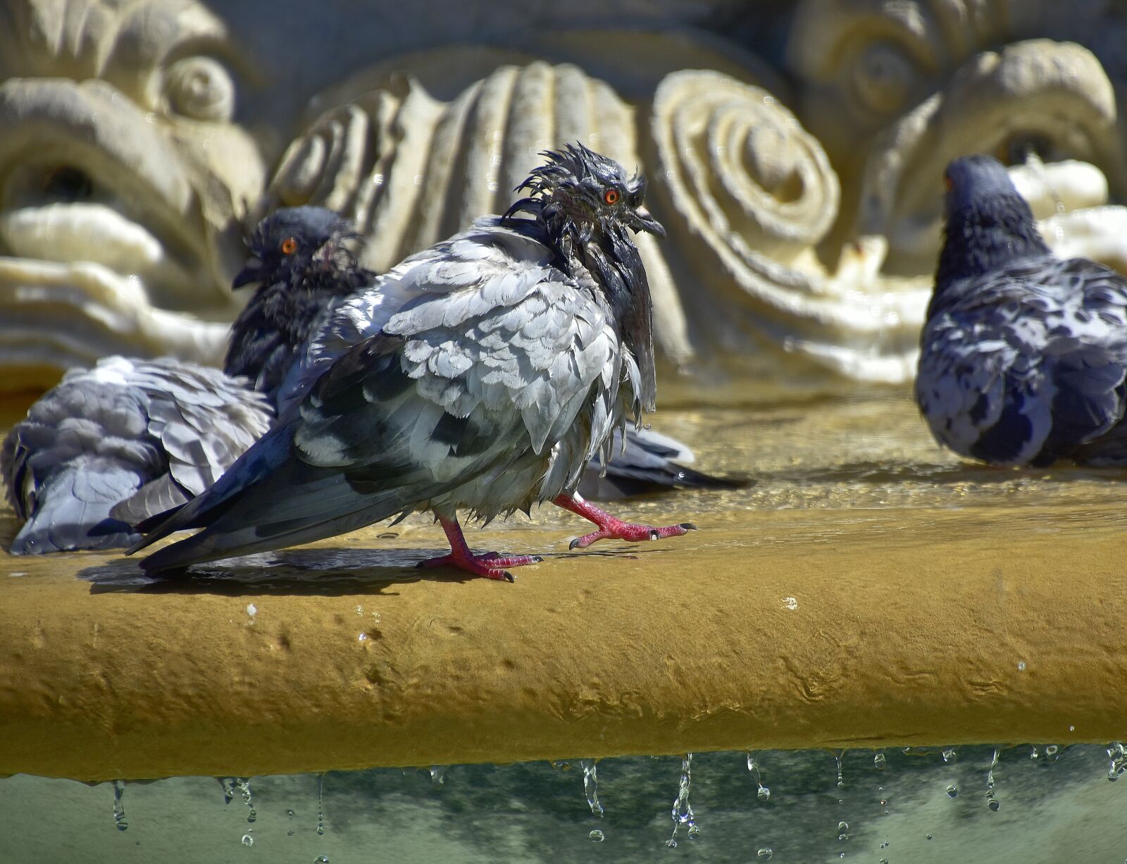 Nikon D7200 sample photo. Pigeons, water, nature photography