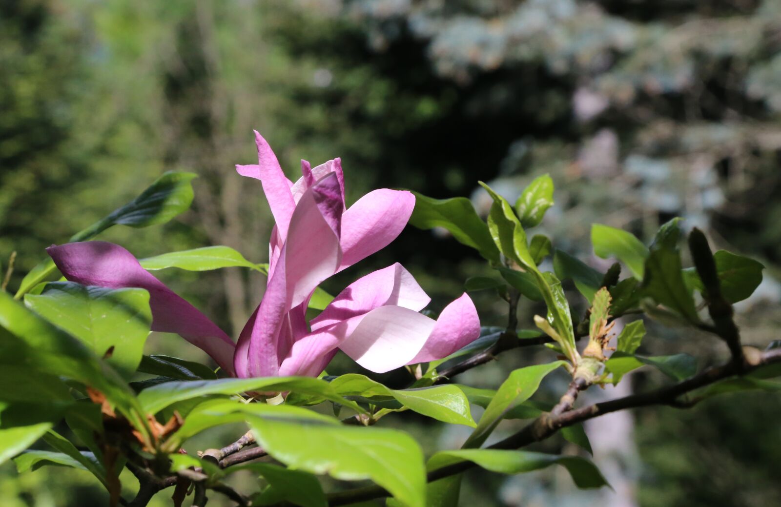 Canon EOS 6D + Canon EF 24-105mm F4L IS USM sample photo. Magnolia, spring, nature photography