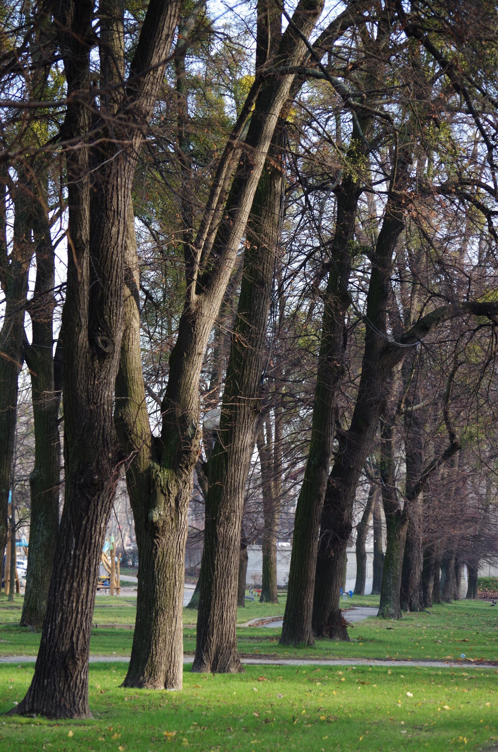 Pentax K-500 sample photo. Autumn, park, trees photography