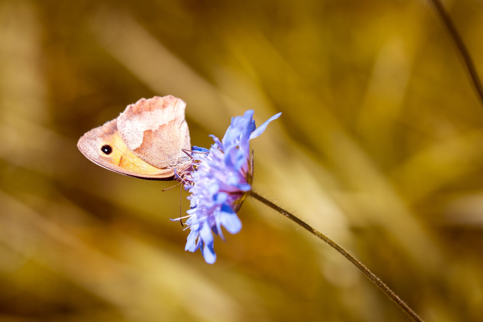 Nikon D7100 sample photo. Butterfly, meadow brown, edelfalter photography