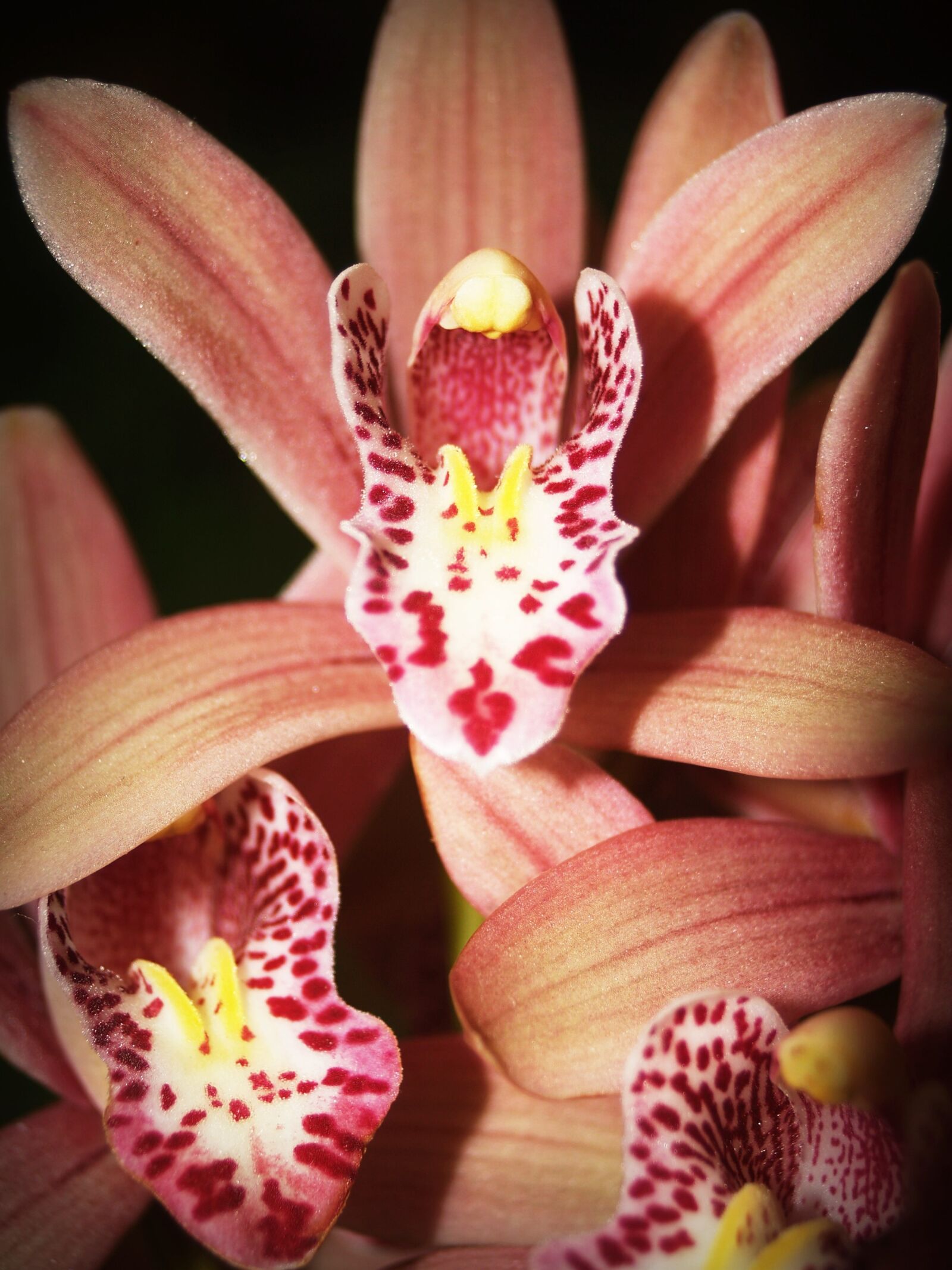 Olympus E-300 (EVOLT E-300) sample photo. Flower, orchid, tropical photography