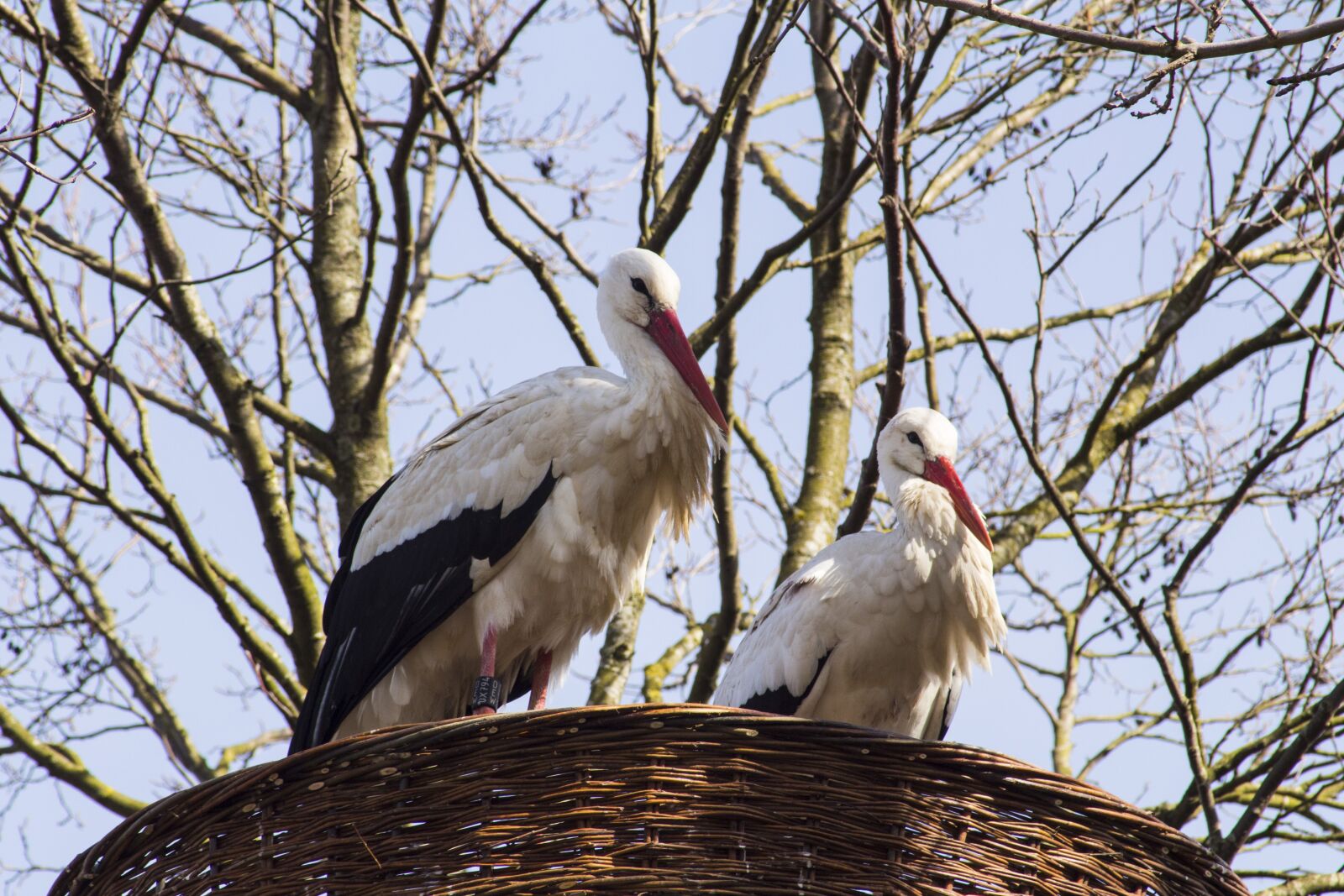 Canon EF 55-200mm F4.5-5.6 II USM sample photo. Bird, nature, animal world photography
