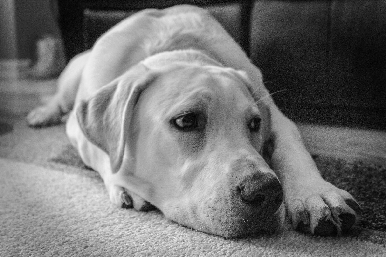 Canon EOS 1300D (EOS Rebel T6 / EOS Kiss X80) sample photo. Dog, labrador retriever, inside photography