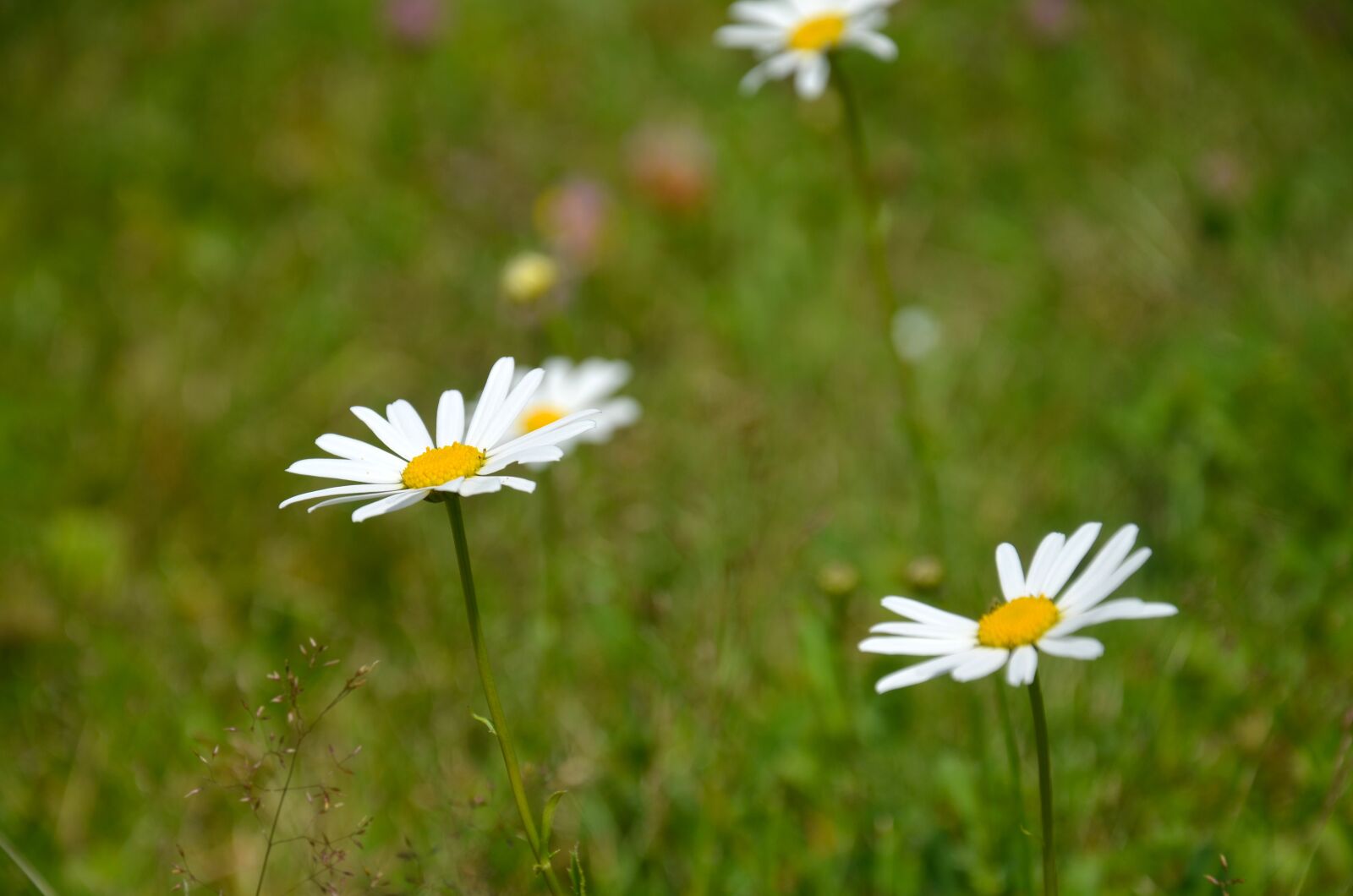 Nikon D5100 sample photo. Flower, keywords fotomontáž, meadow photography