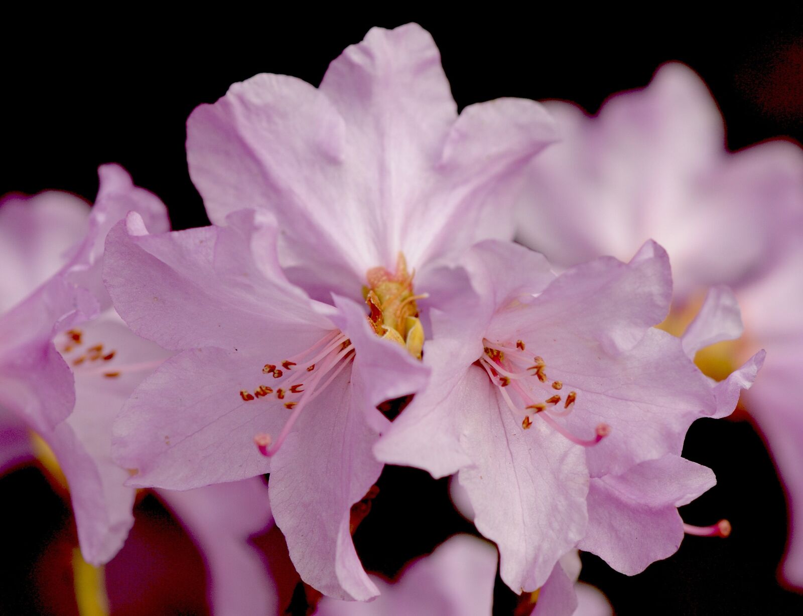 Sony Alpha DSLR-A350 sample photo. Rododendron, blossom, bloom photography