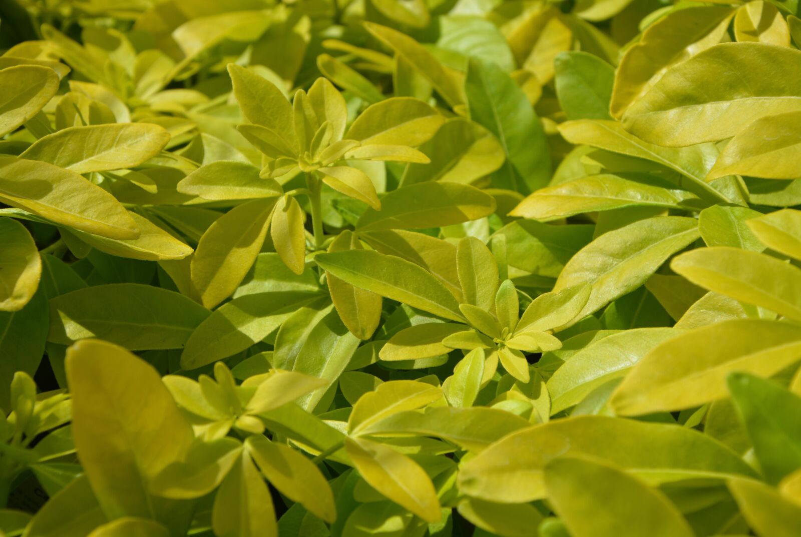 Nikon D5200 sample photo. Plants, pittosporum, leaves photography