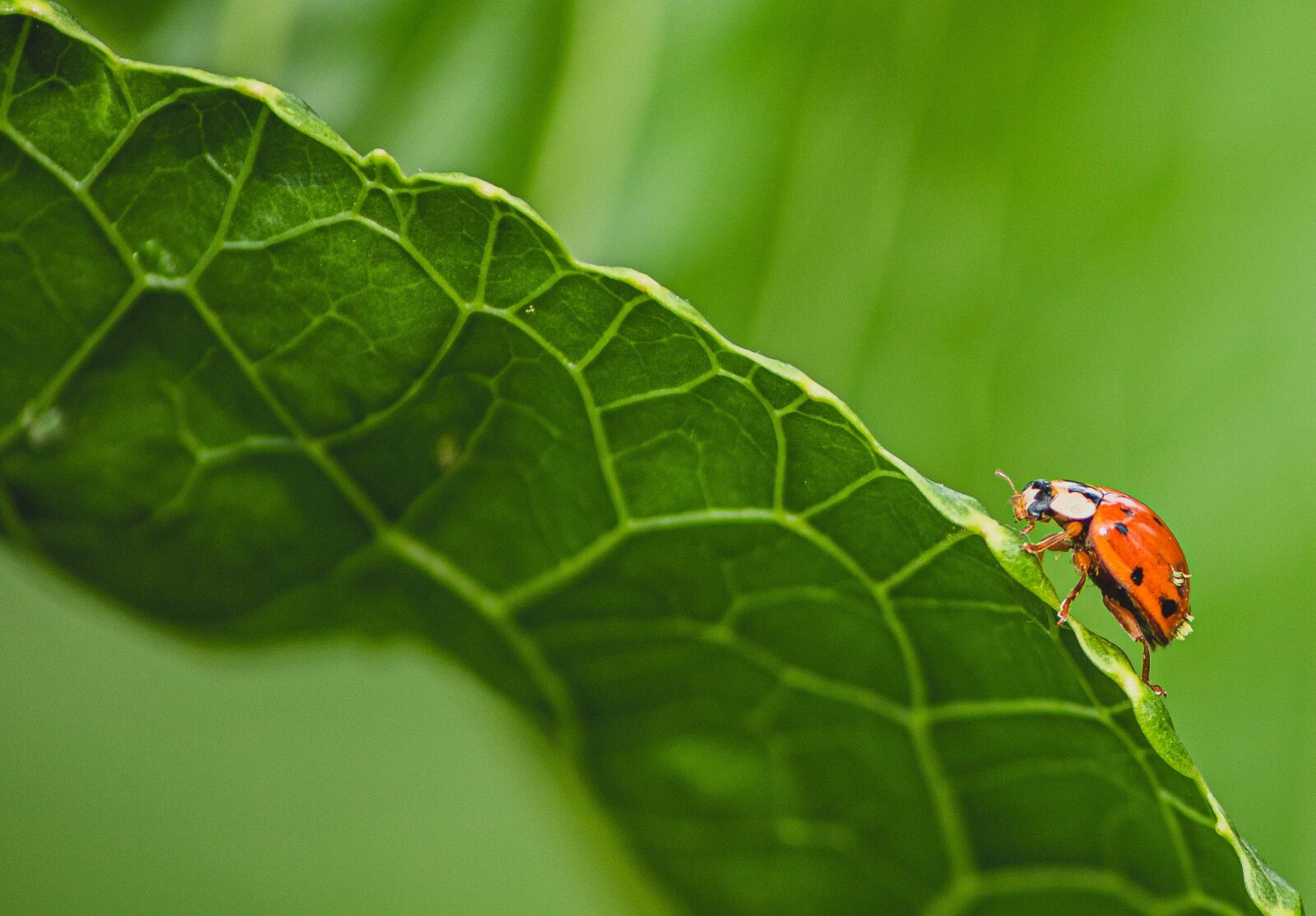 Canon EOS 1300D (EOS Rebel T6 / EOS Kiss X80) sample photo. Ladybug, close-up, nature photography