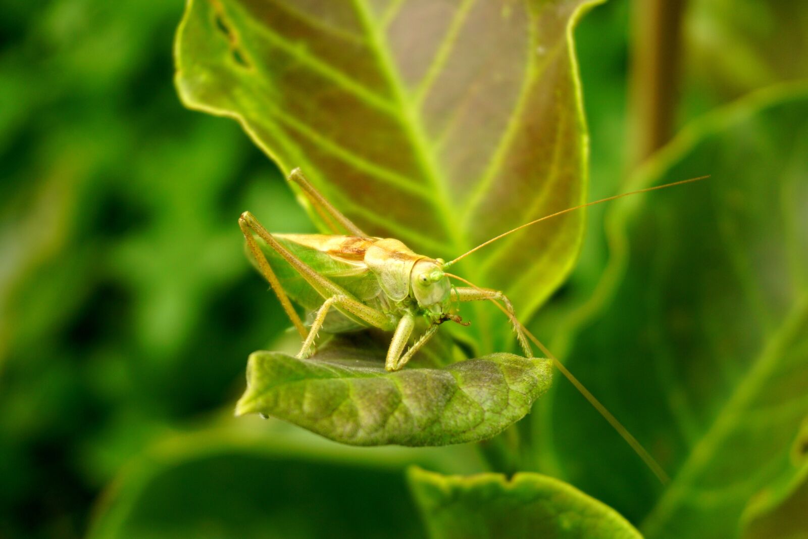 Sony a6000 sample photo. Grasshopper, leaf, green photography
